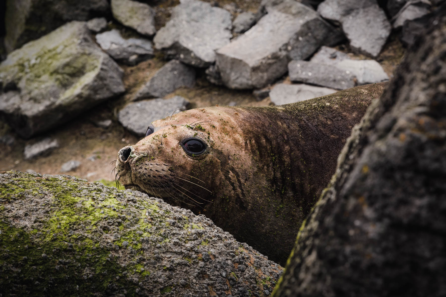 Wildlife Photography of Antarctica