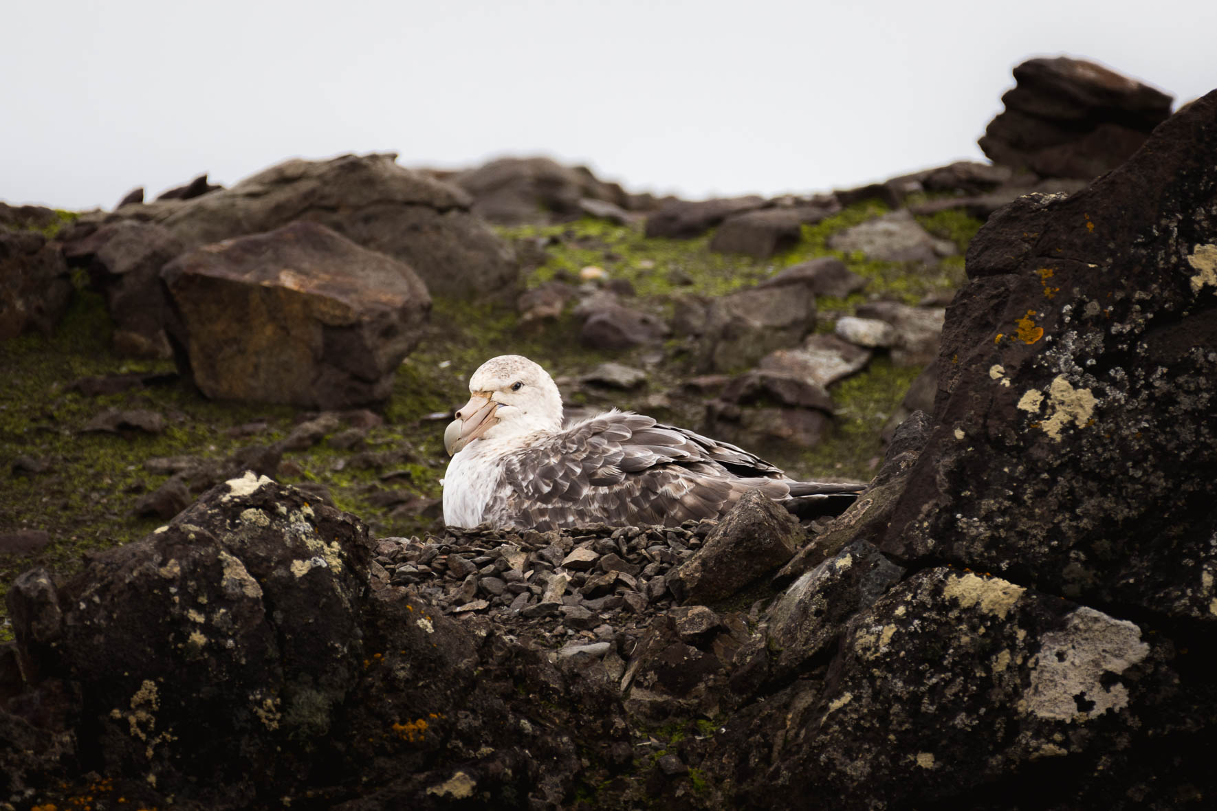 Bird Photography of Antarctica