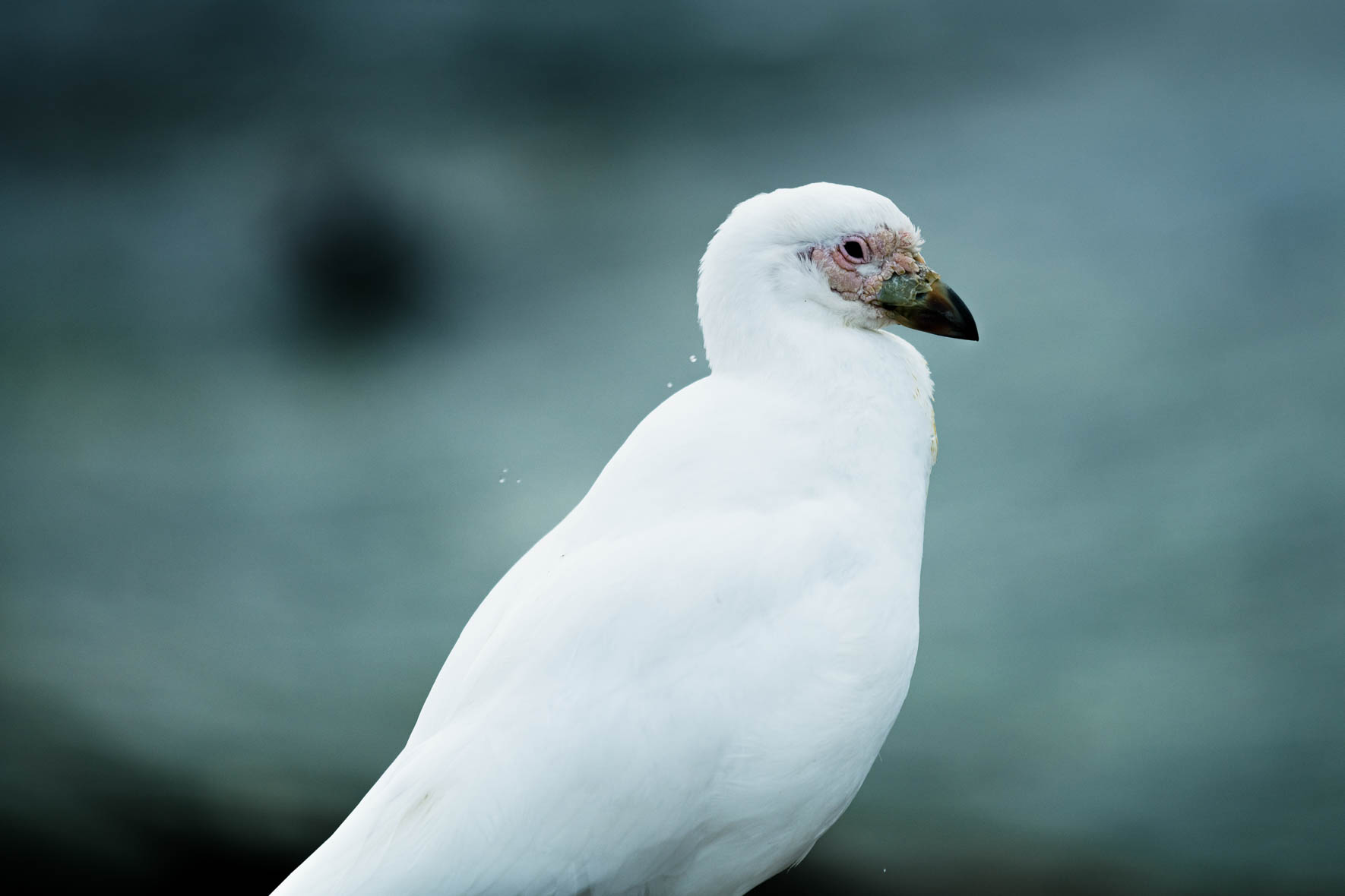 Bird Photography of Antarctica