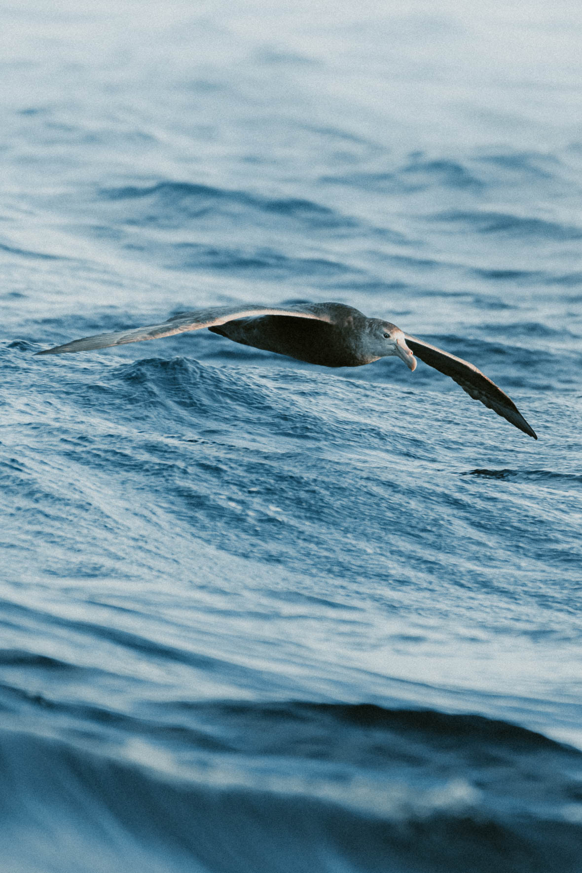 Giant Petrel on the Drake Passage