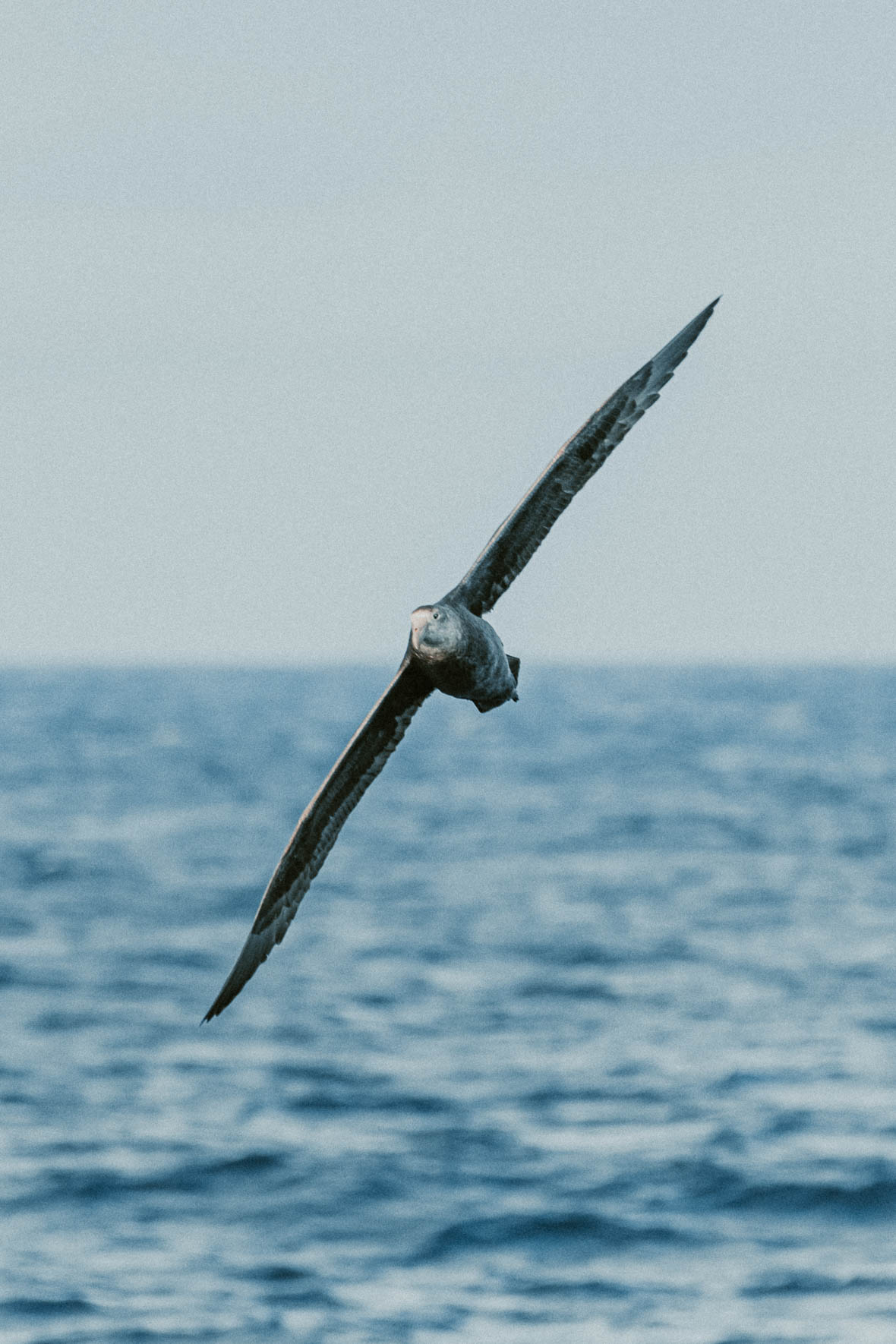 Giant Petrel on the Drake Passage