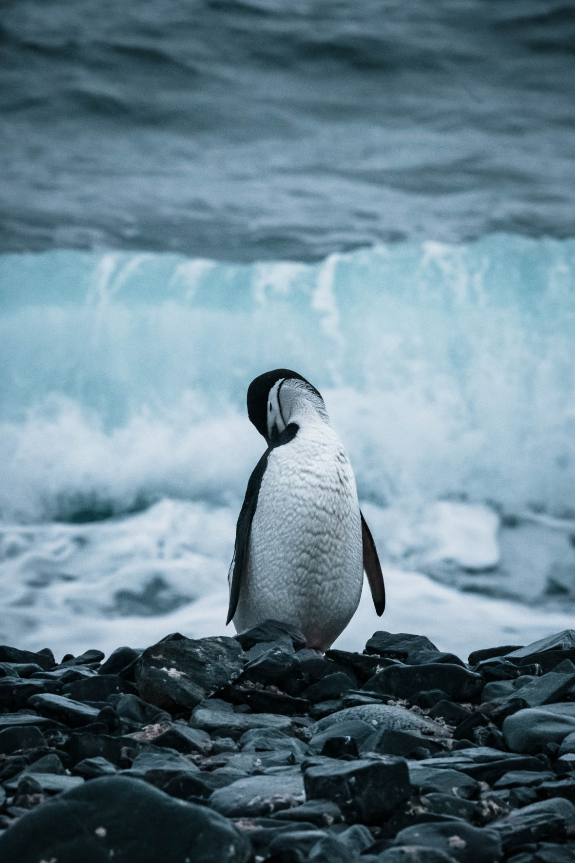 Chinstrap penguin on rocks shoreline in Antarctica