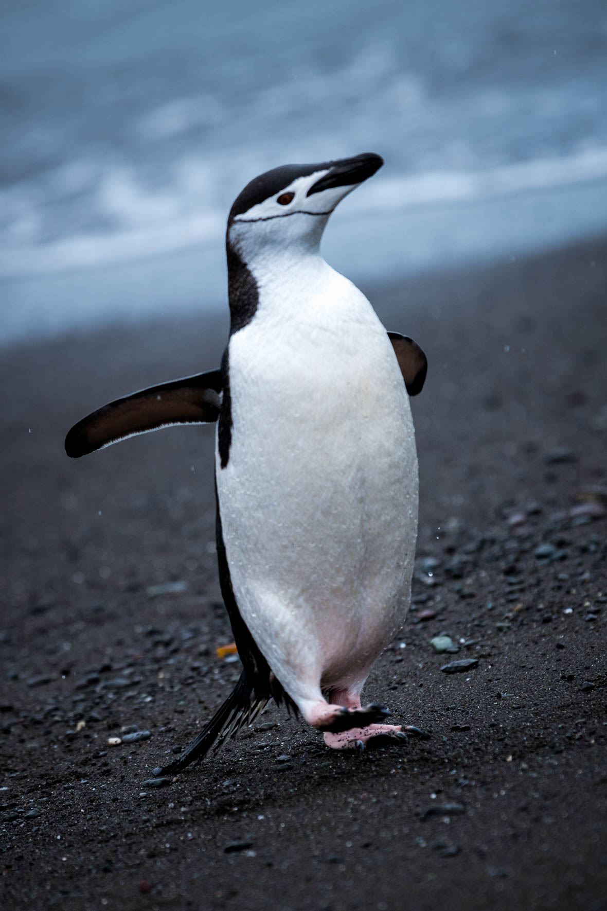 Chinstrap penguin on black sand beach of the Antarctic Peninsula