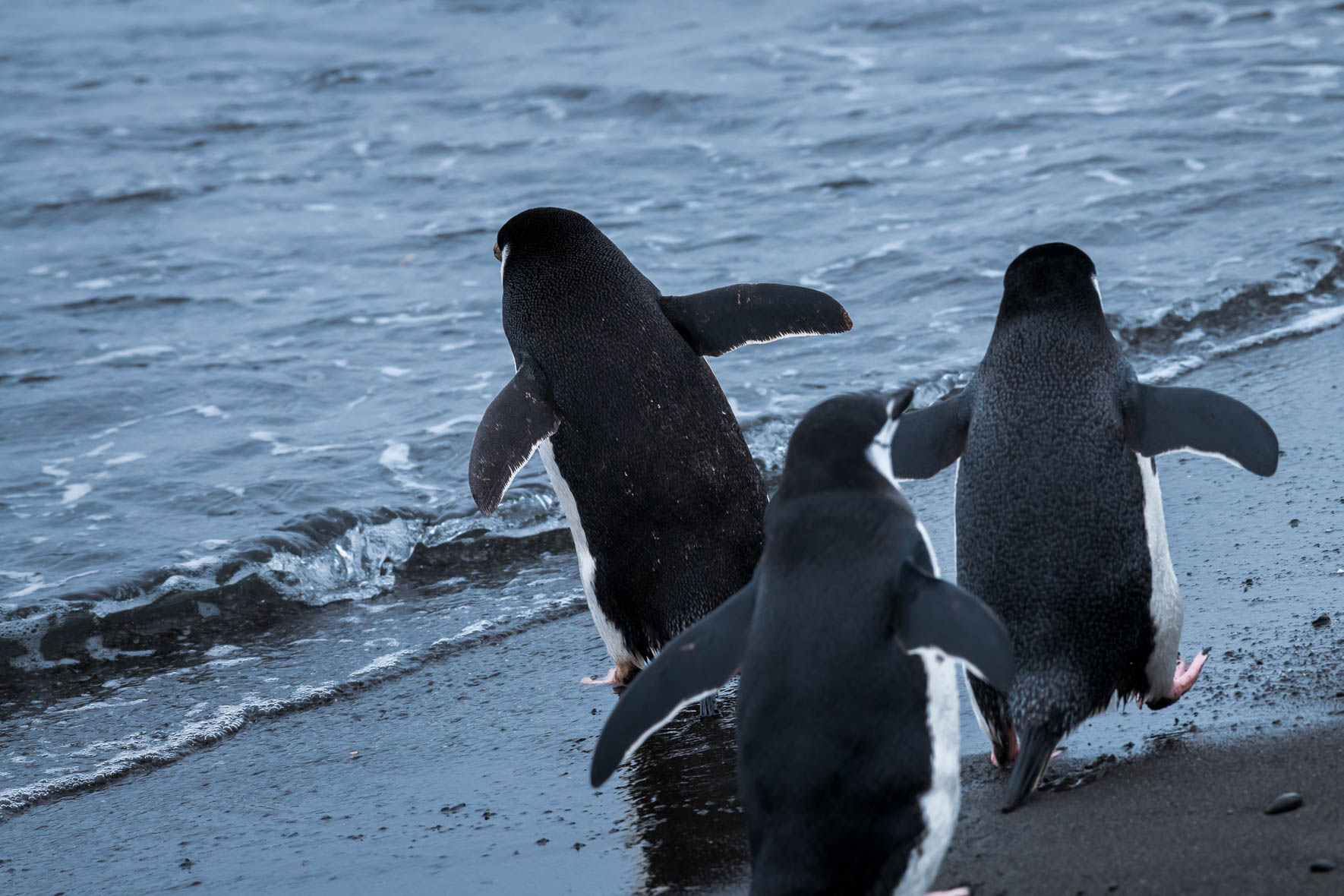 Group of Chinstrap penguin on the way to the water