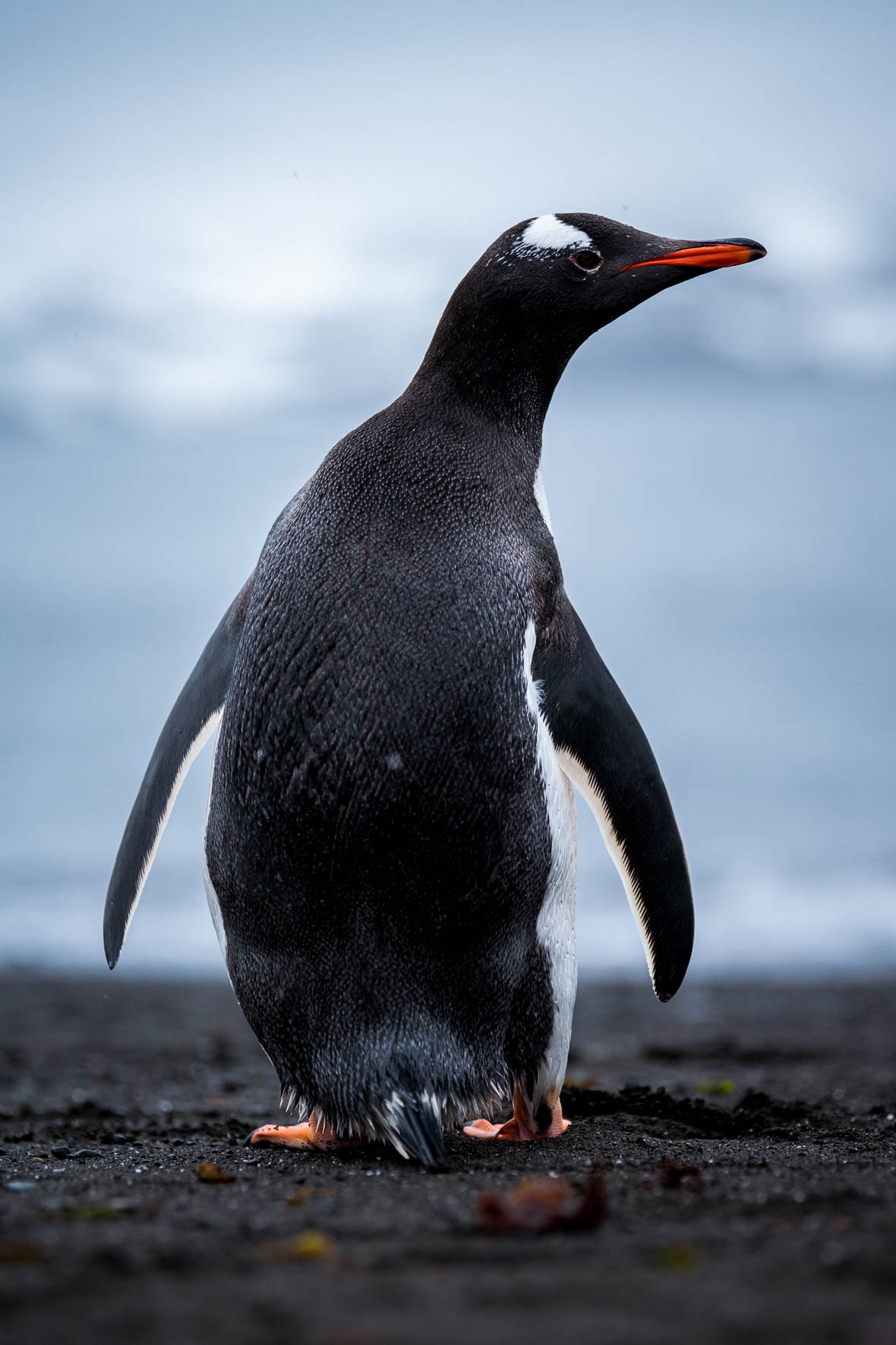 Chinstrap penguin