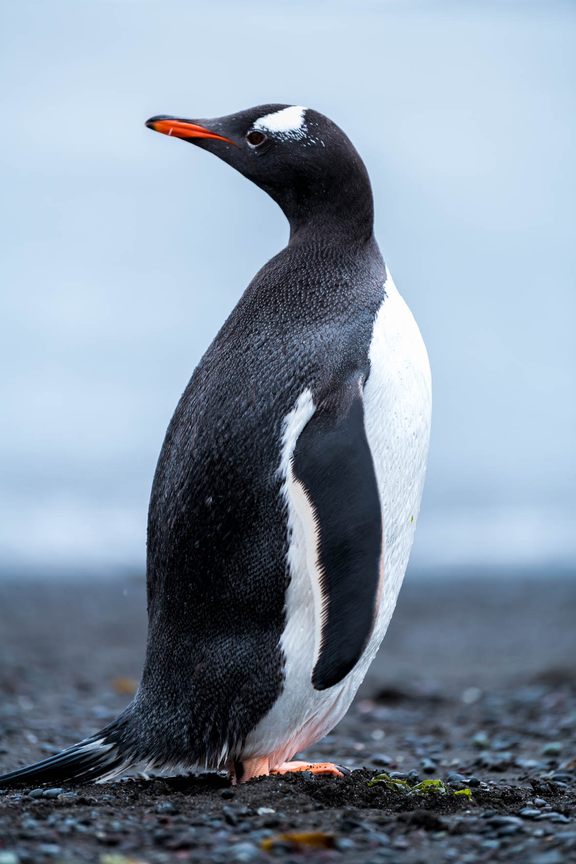 Chinstrap penguin on rocks beach