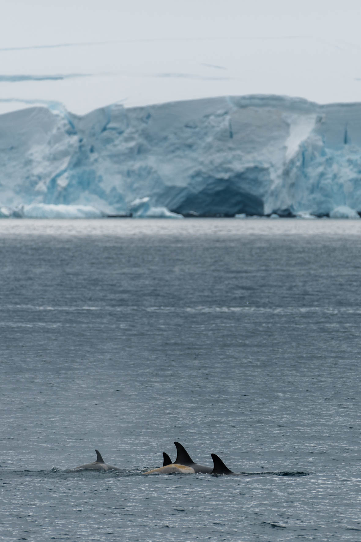Group of Killer whales in Antarctic waters