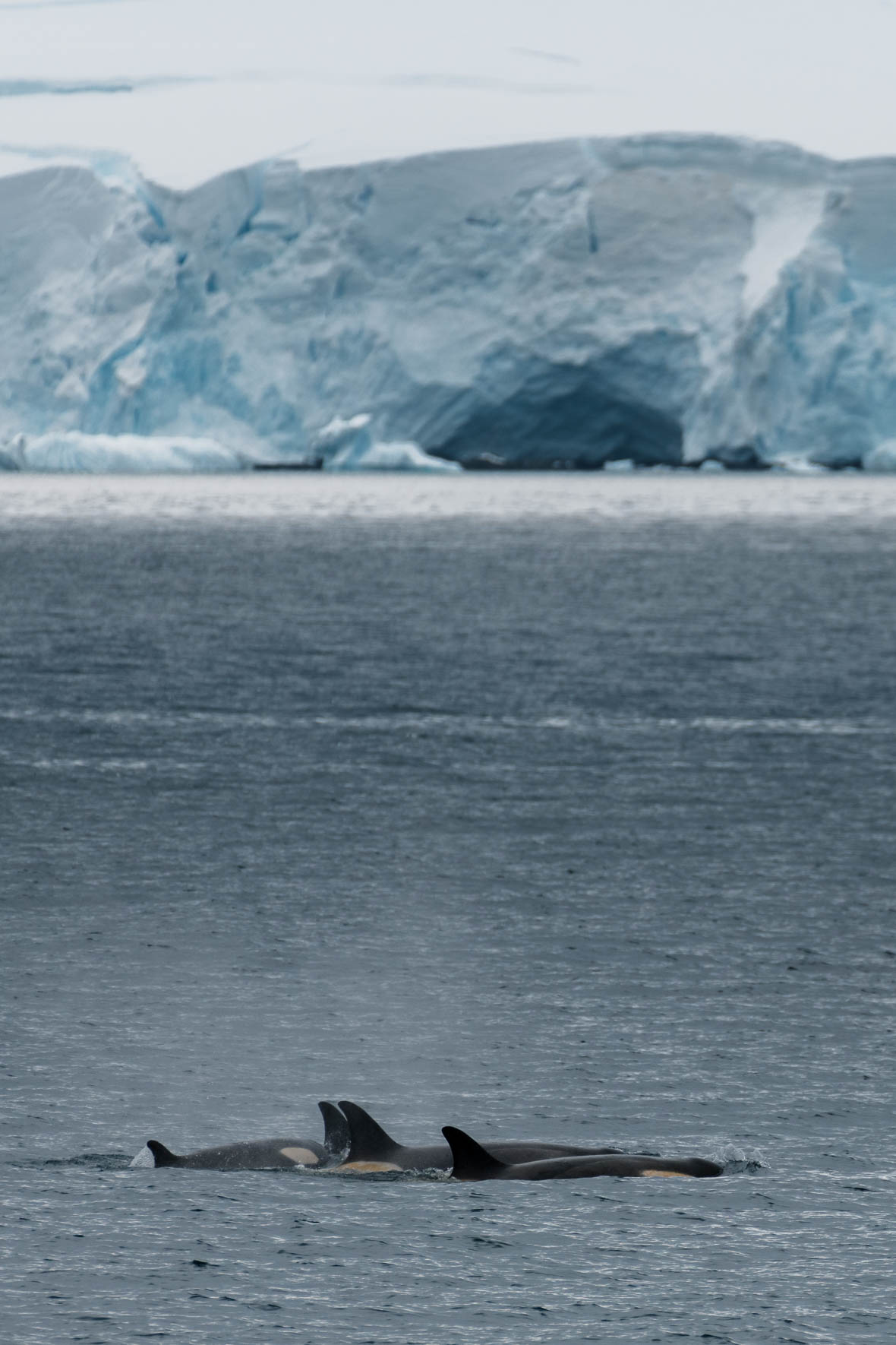 Group of Killer whales in Antarctic waters