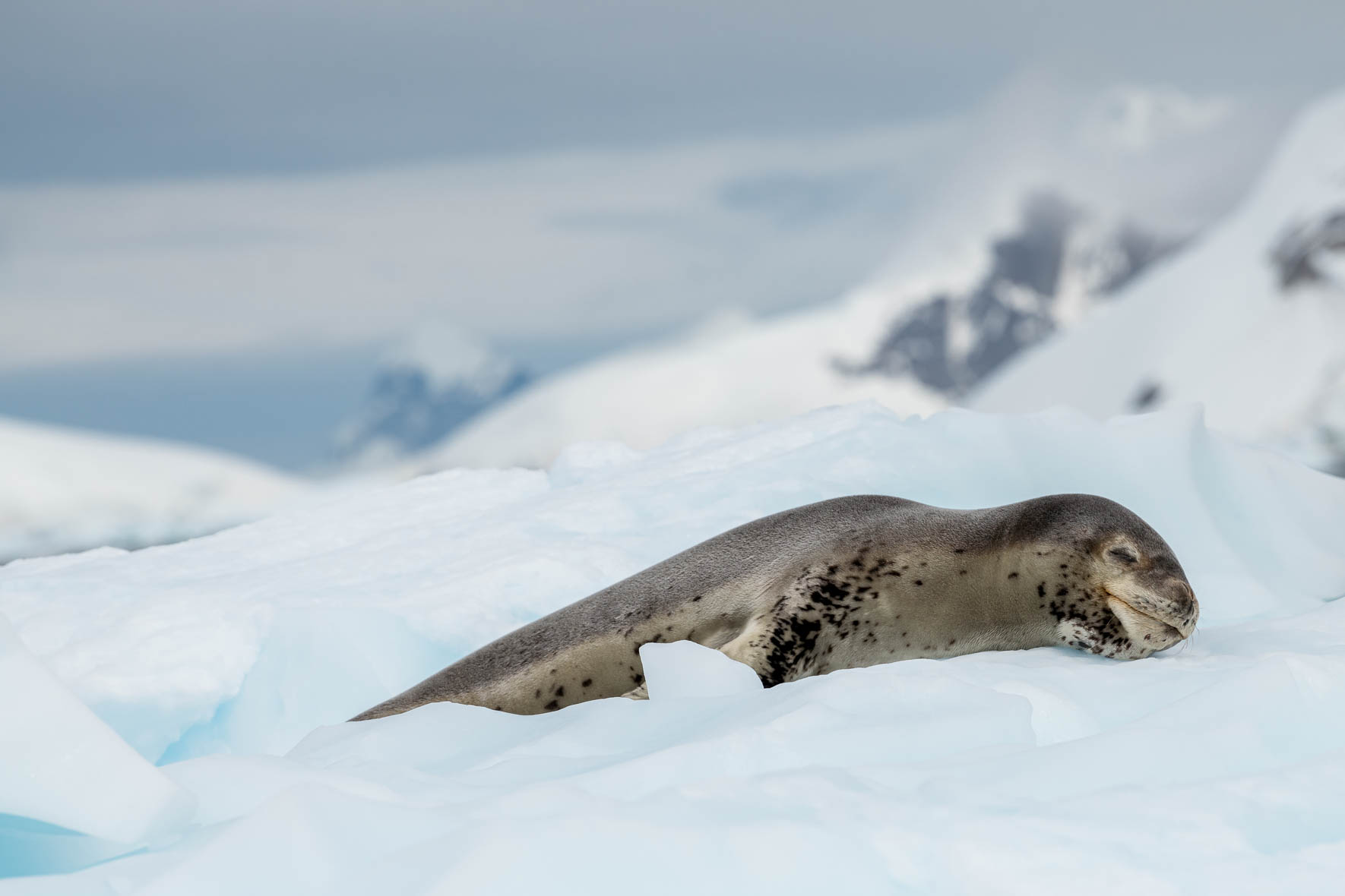 Sleeping Leopard seal on iceberg in Antarctica