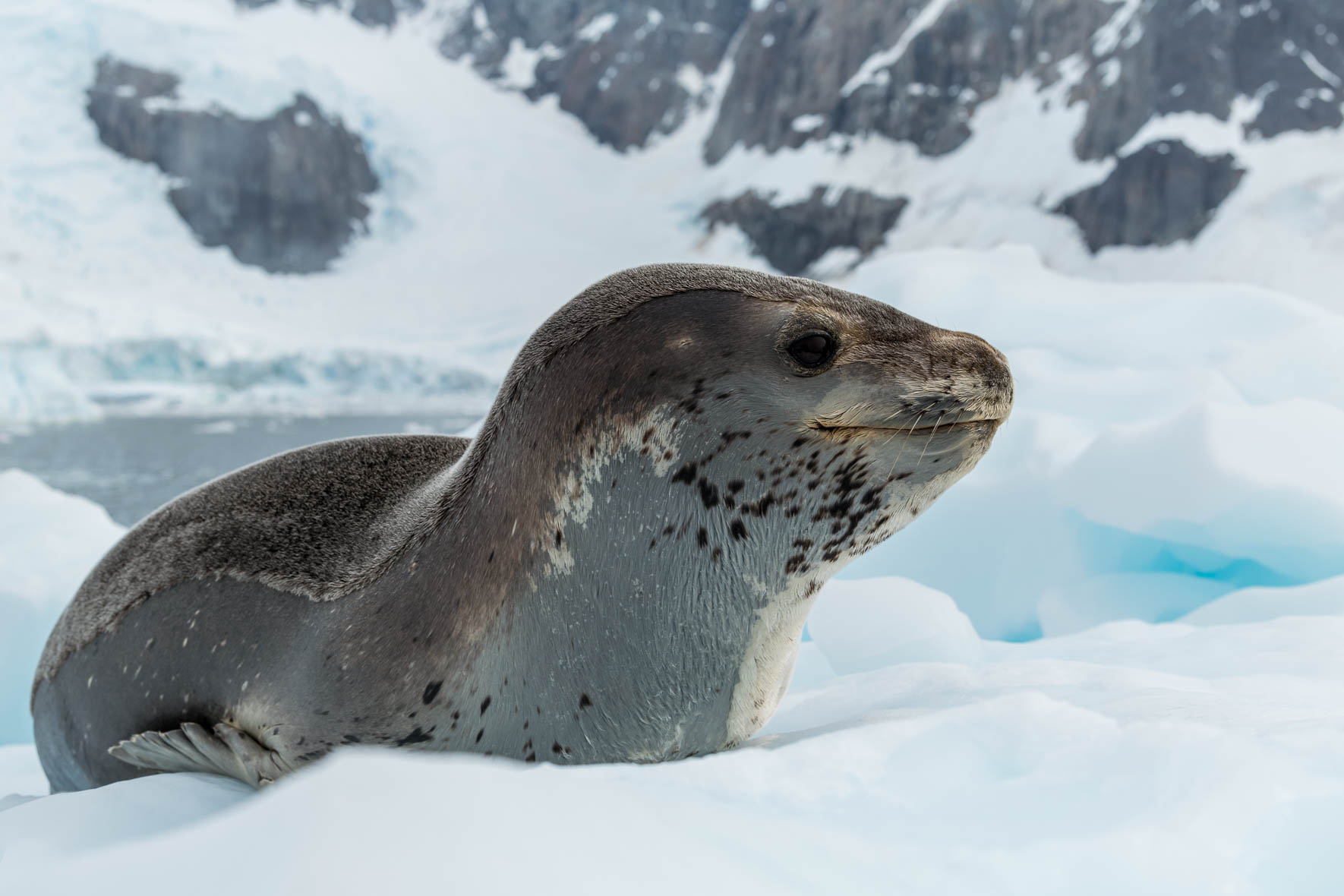 Leopard seal on iceberg in Antarctica