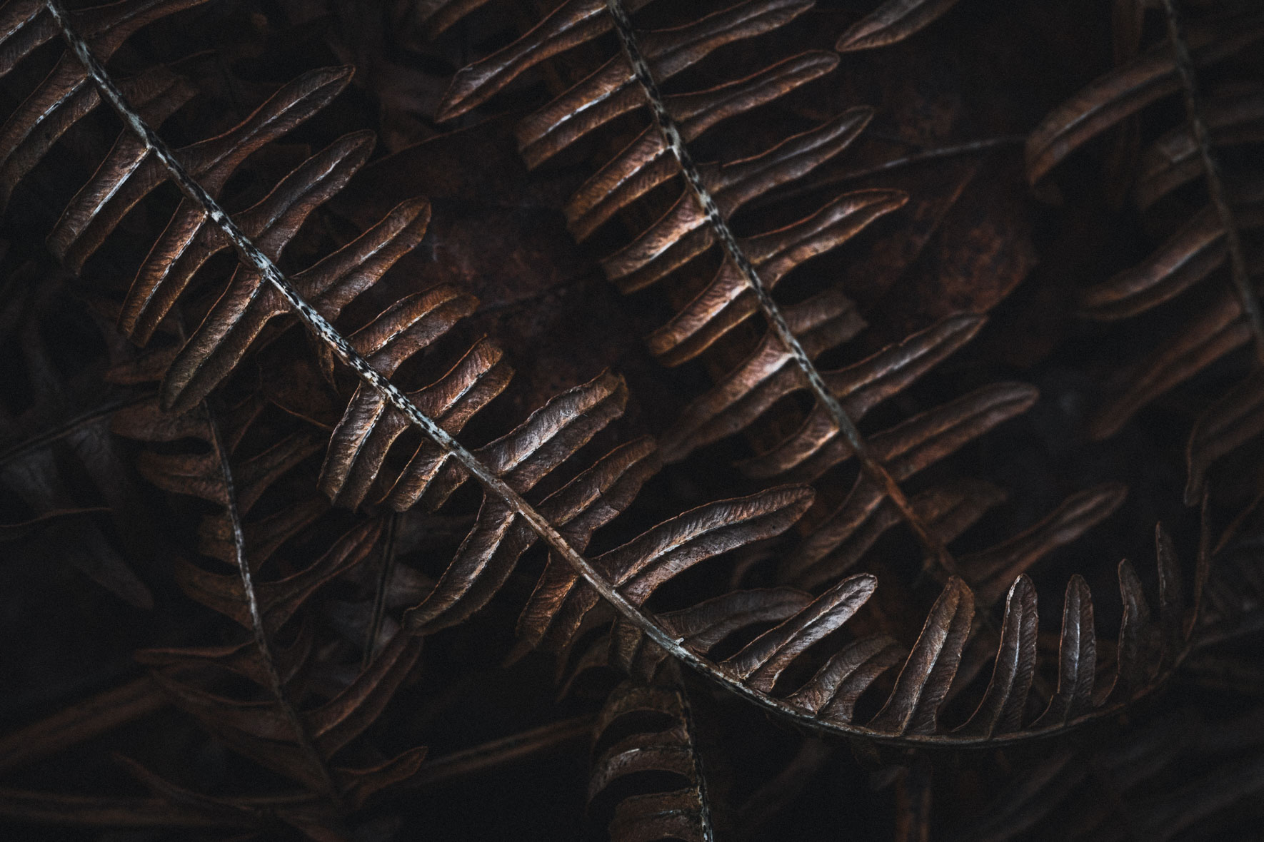 Fern leaves in dark light