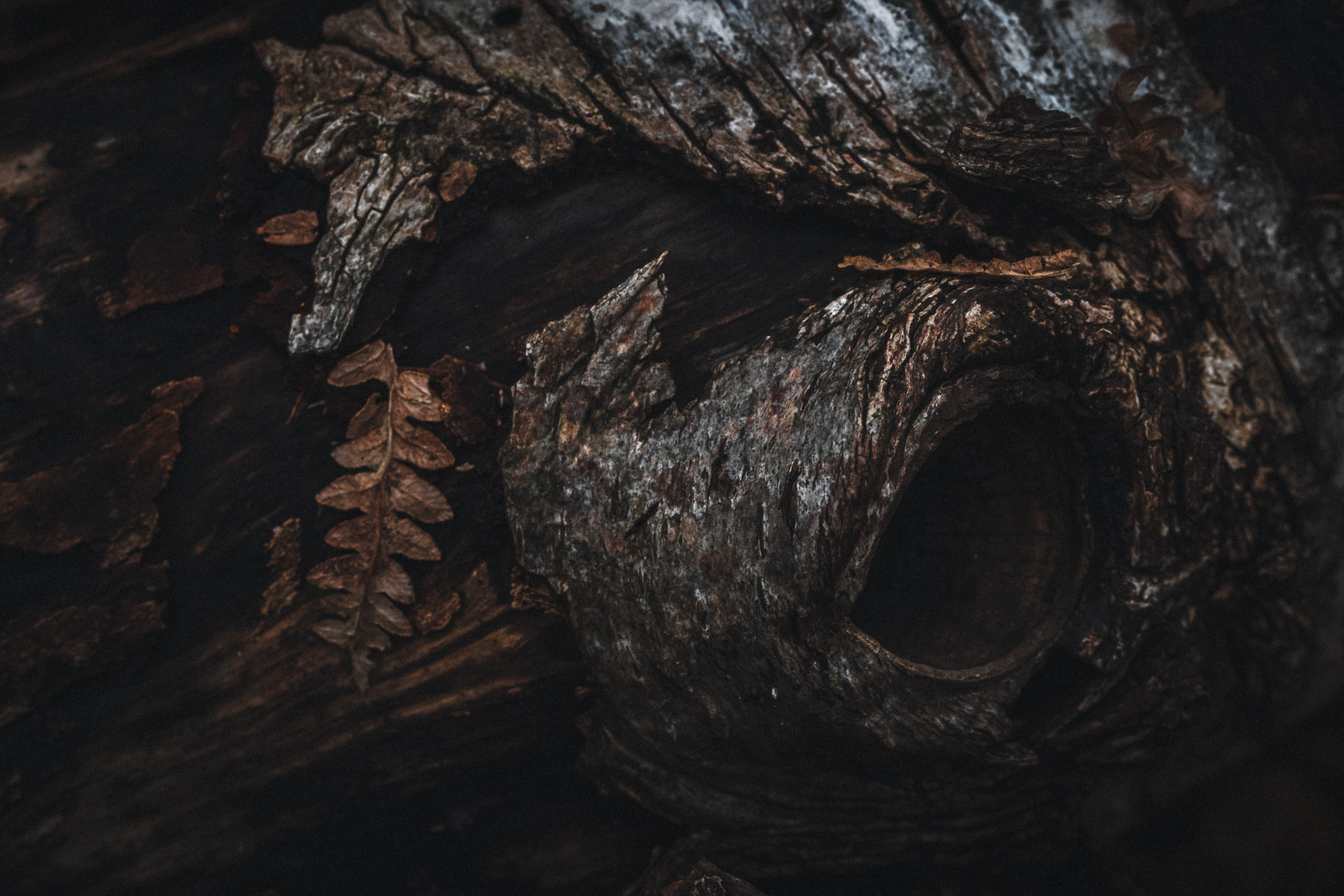 Bark and autumn leaves in dark colors