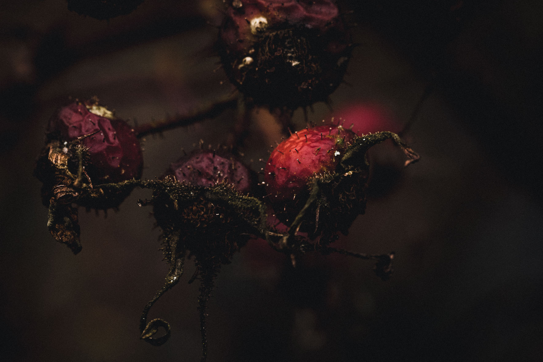 Rosehips in dark light