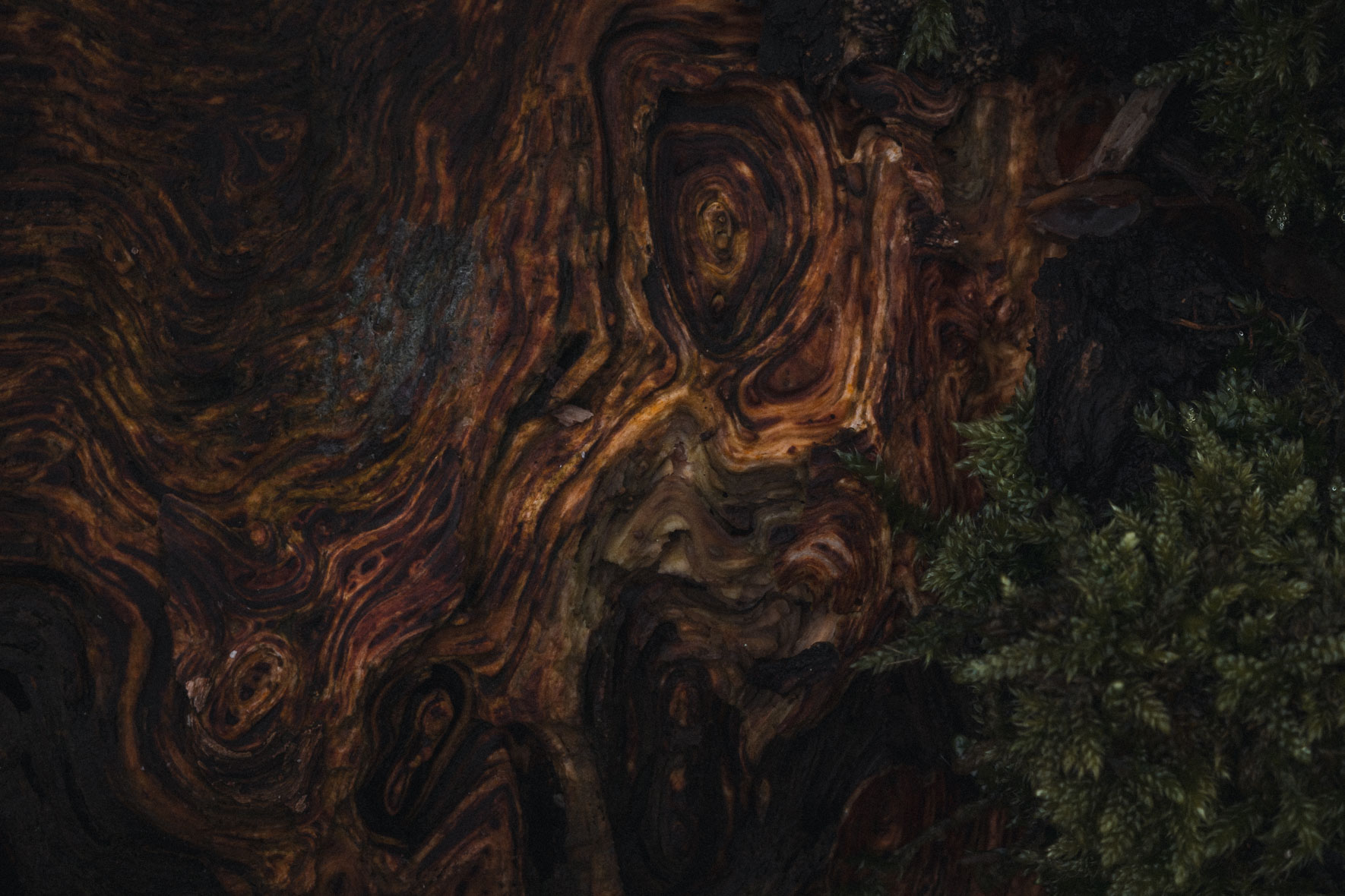 Dark and abstract texture of bark