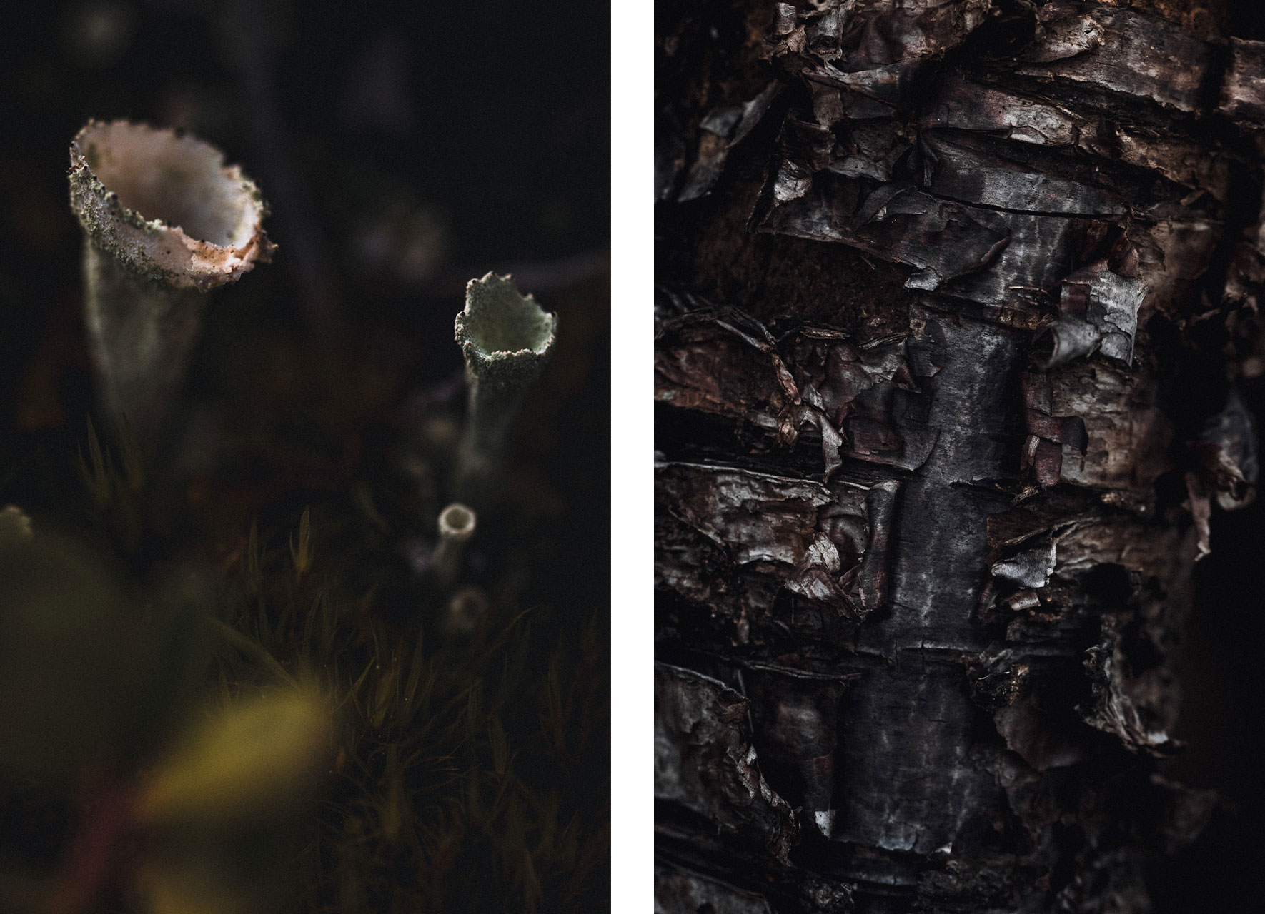 Mushrooms, moss and bark in a dark forest
