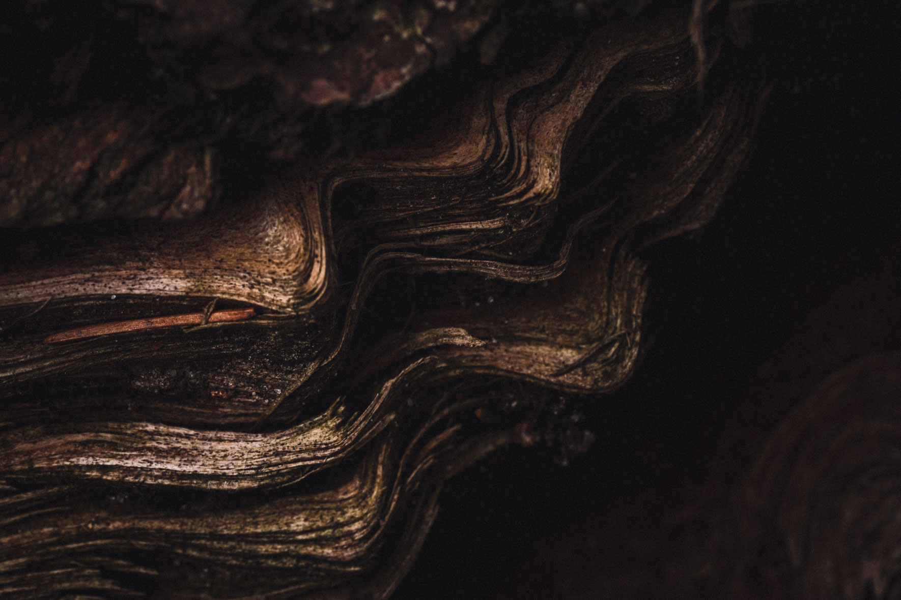 Abstract bark textures