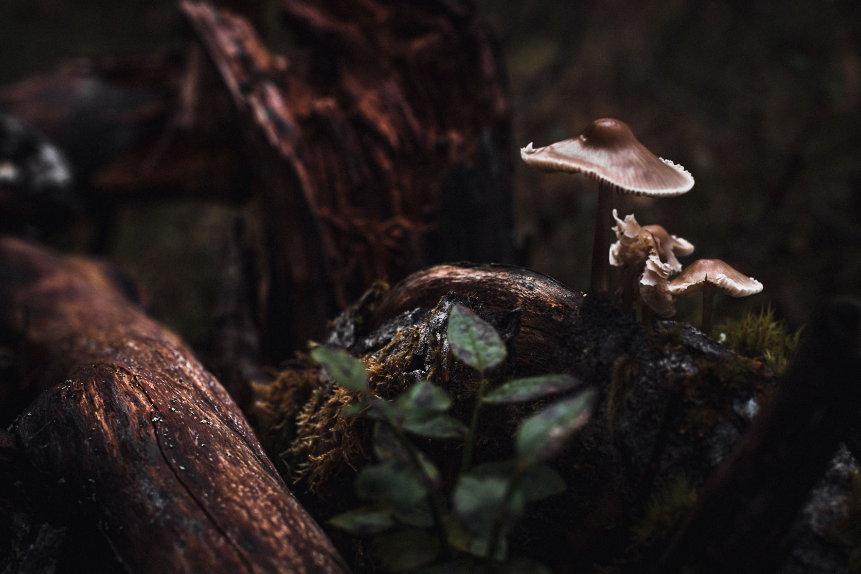 Mushrooms on old wood in the forest