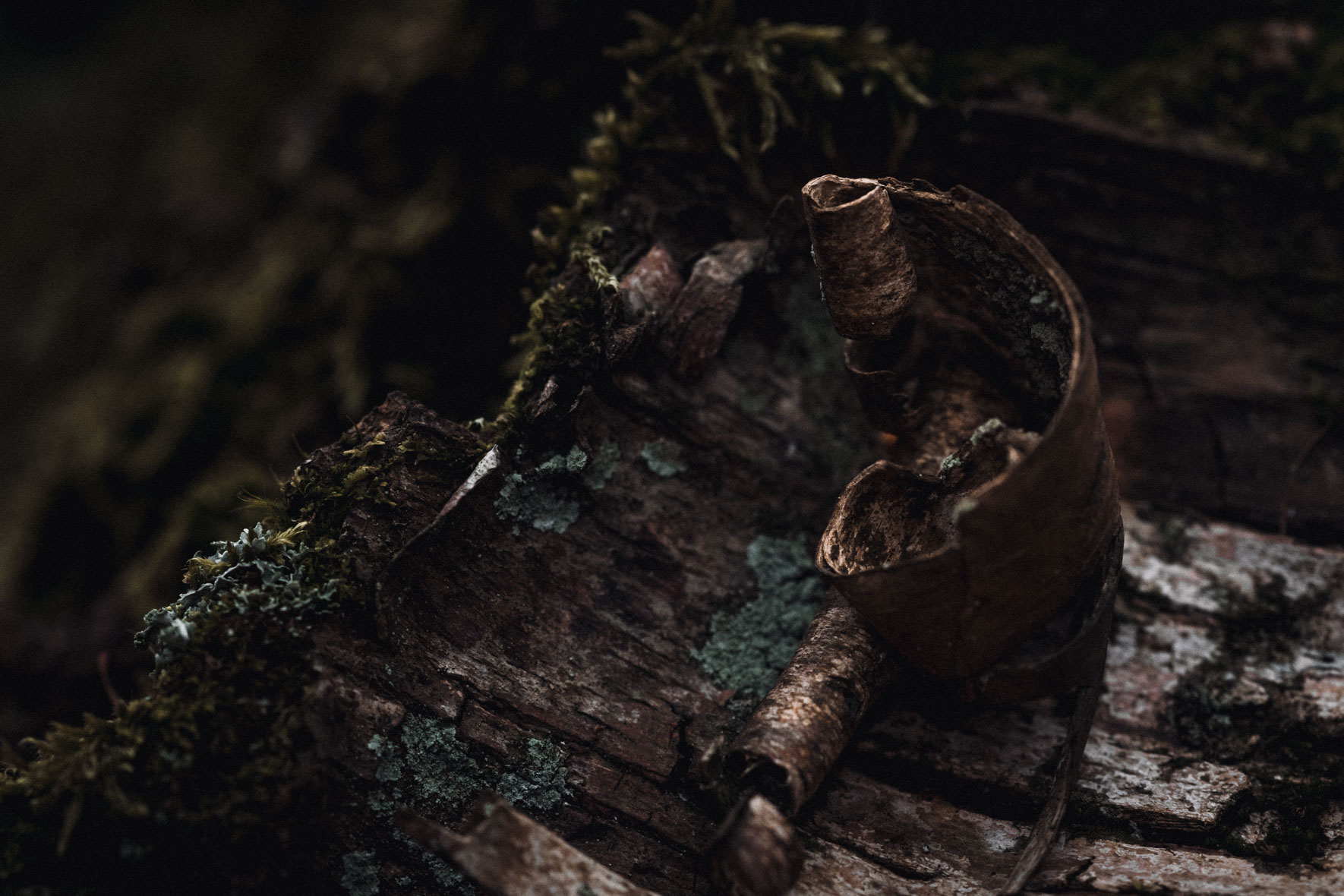 Tree trunk with moss and bark