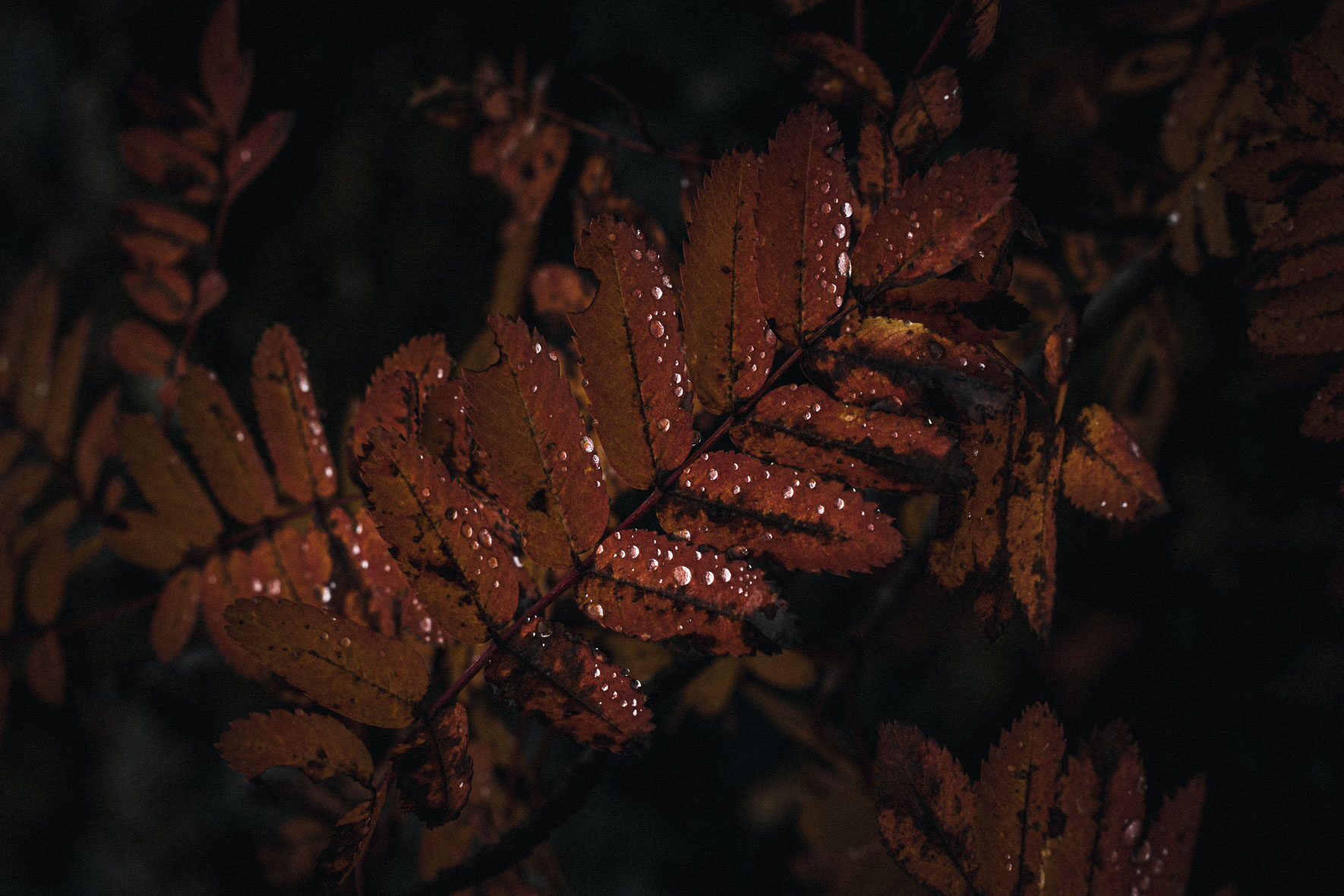 Dark autumn leaves with water drops