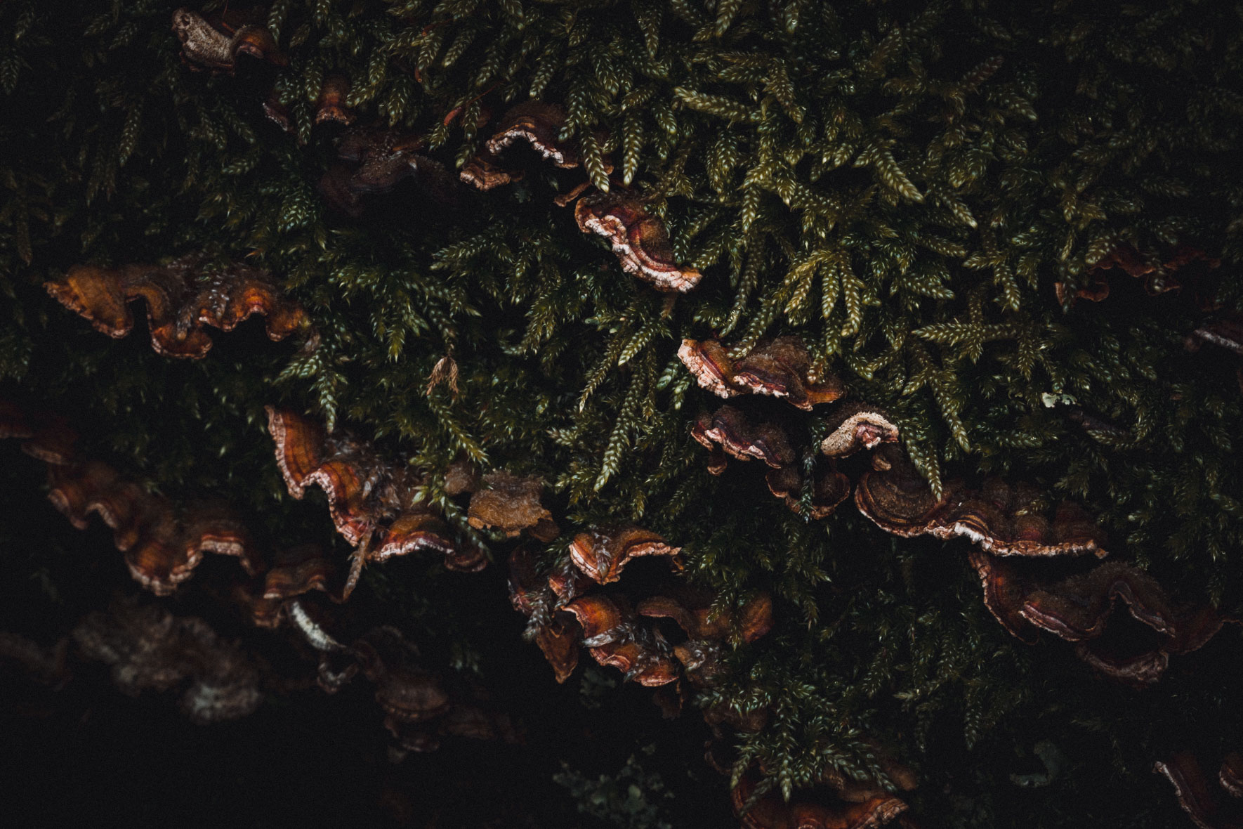 Moss and fungi on a dead tree trunk