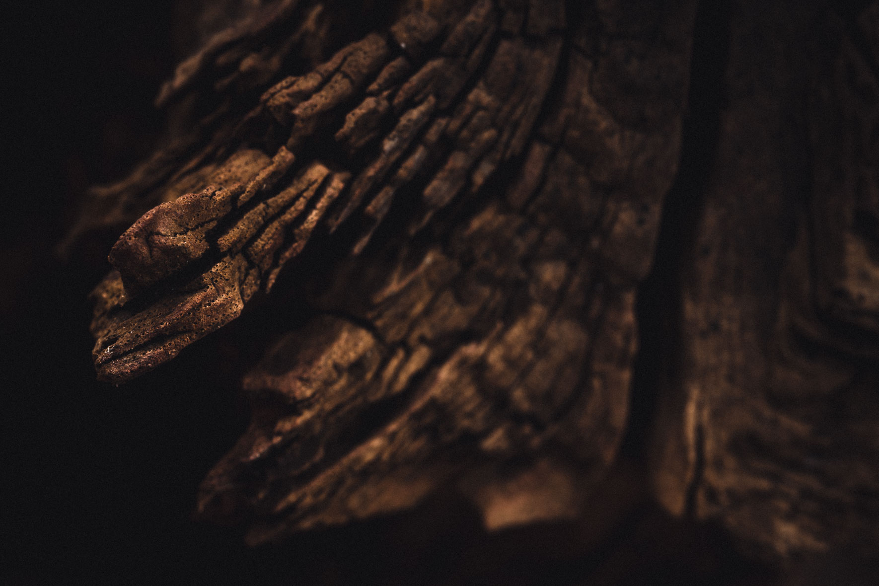 Abstract forms of a tree trunk