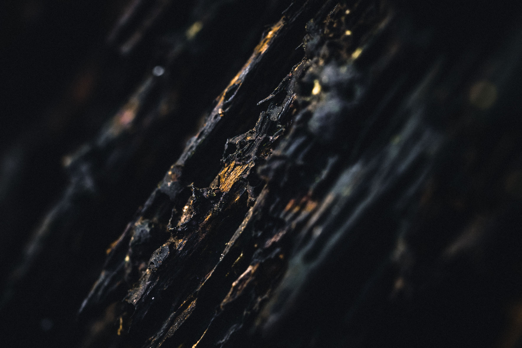 Dark textures of a tree trunk