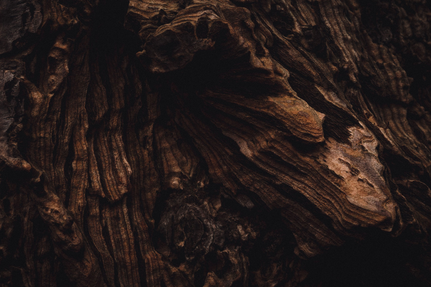 Dark wood textures of a tree trunk