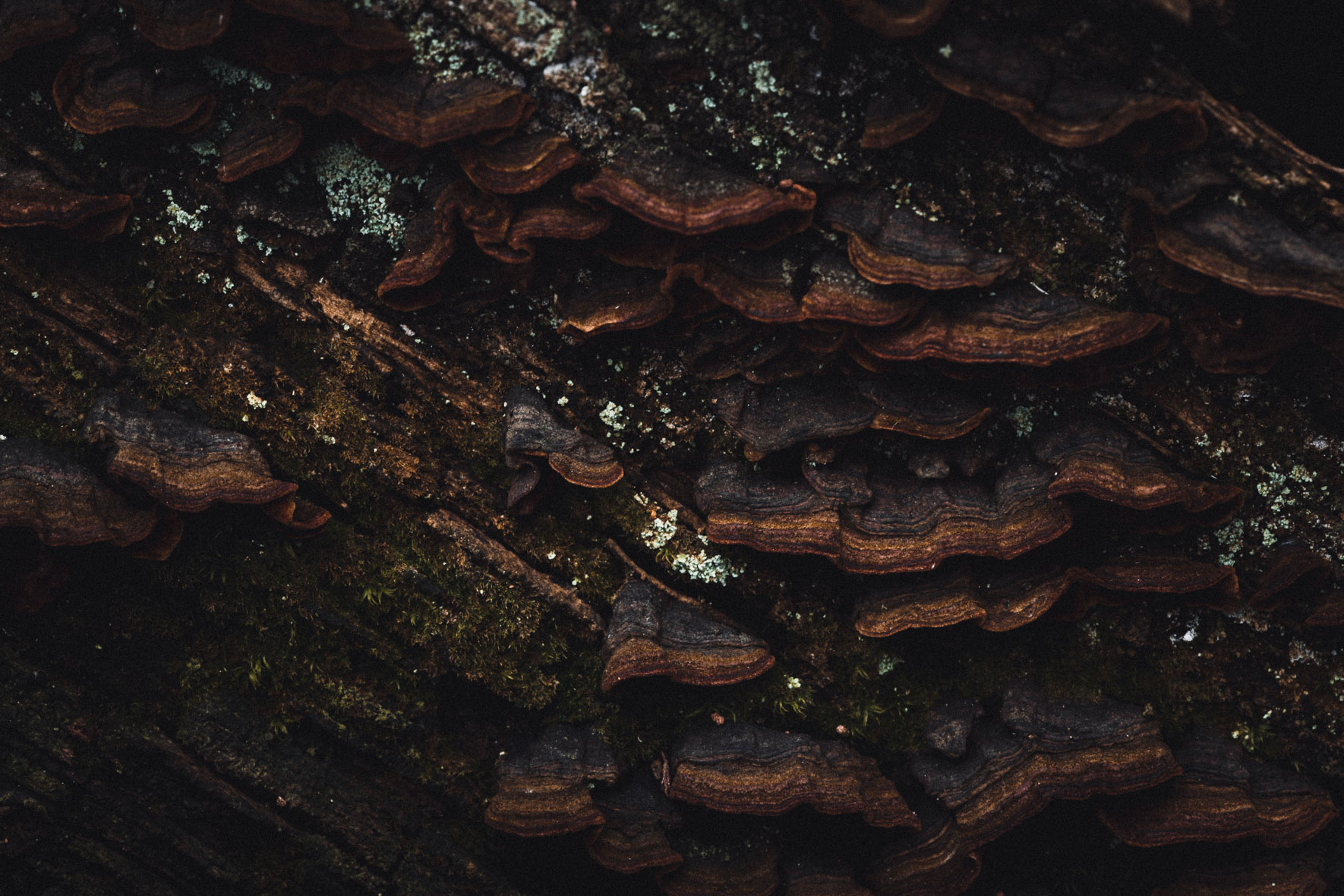 Dark mushrooms on a tree trunk