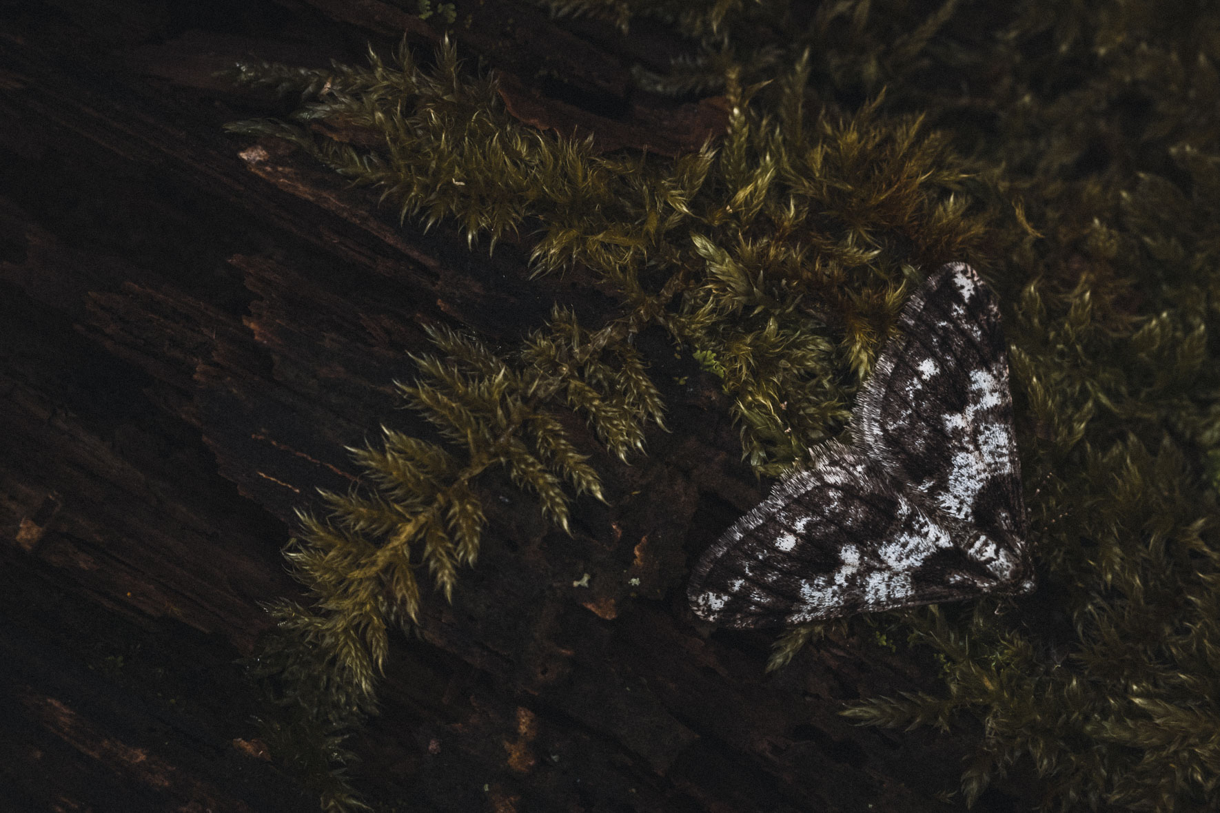 moth with moss on tree trunk