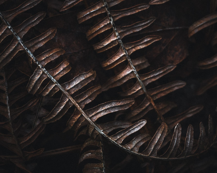Dark fern leaves
