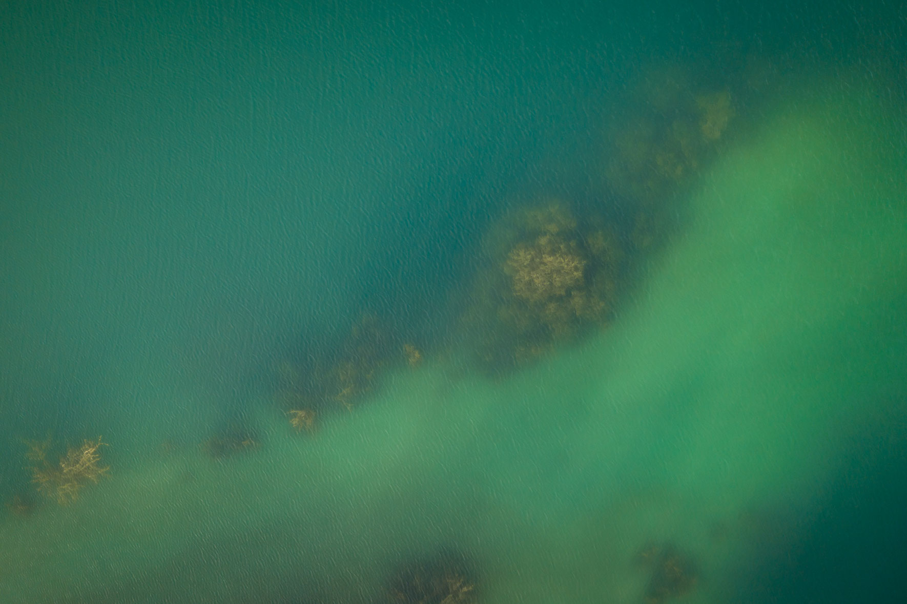 Turquoise lake with dead trees