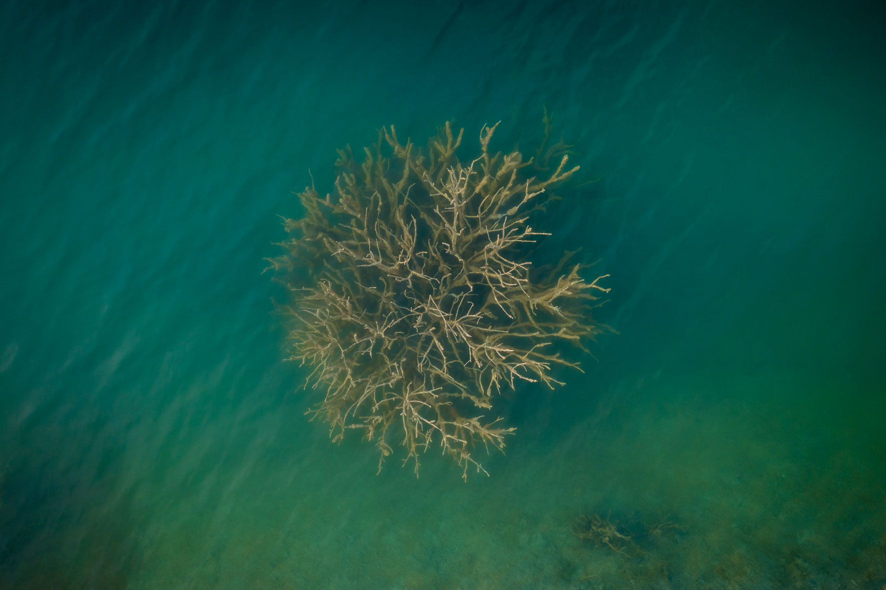 Turquoise lake with dead tree
