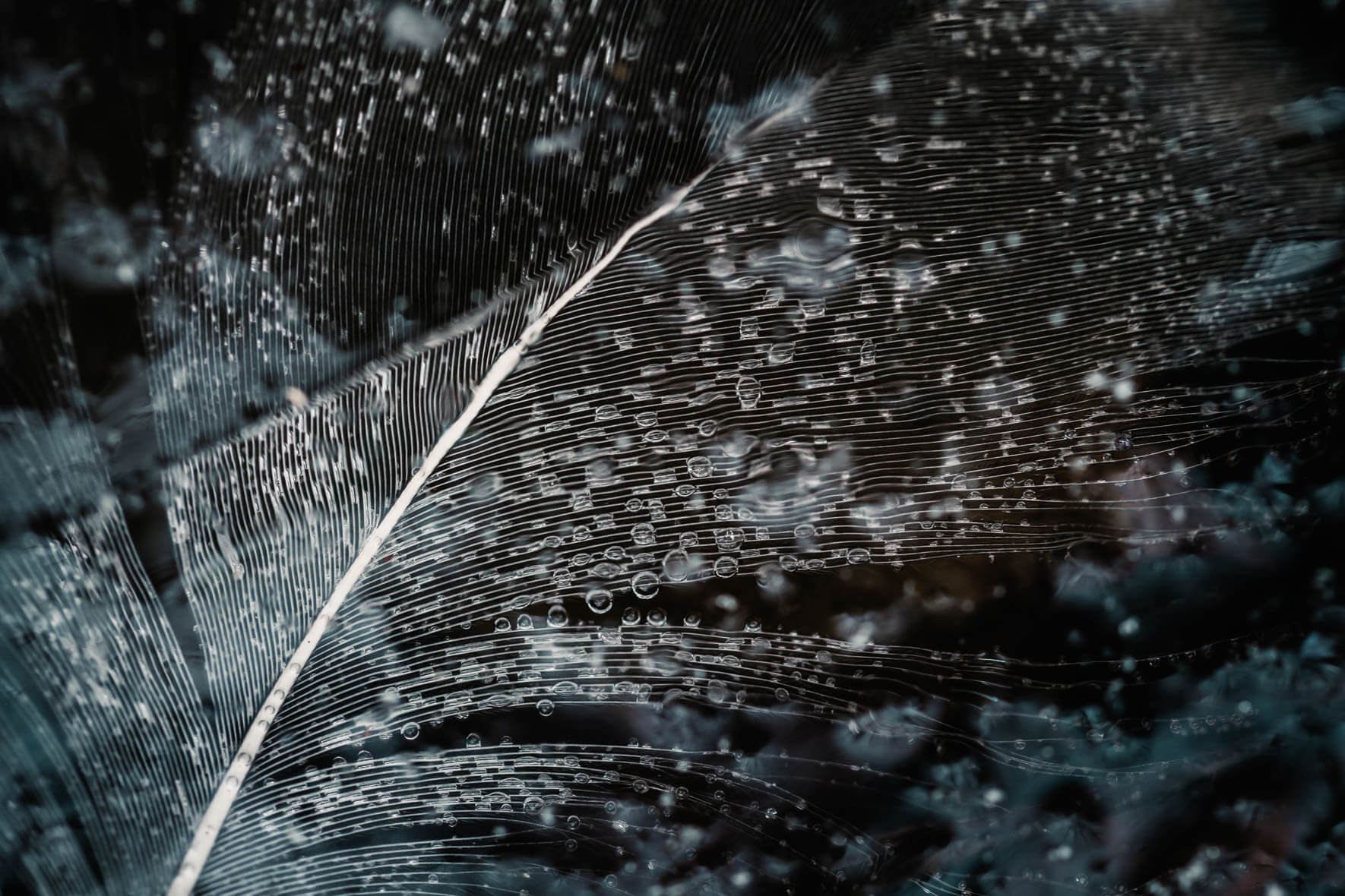 Macro photograph of a goose feather frozen in the lake