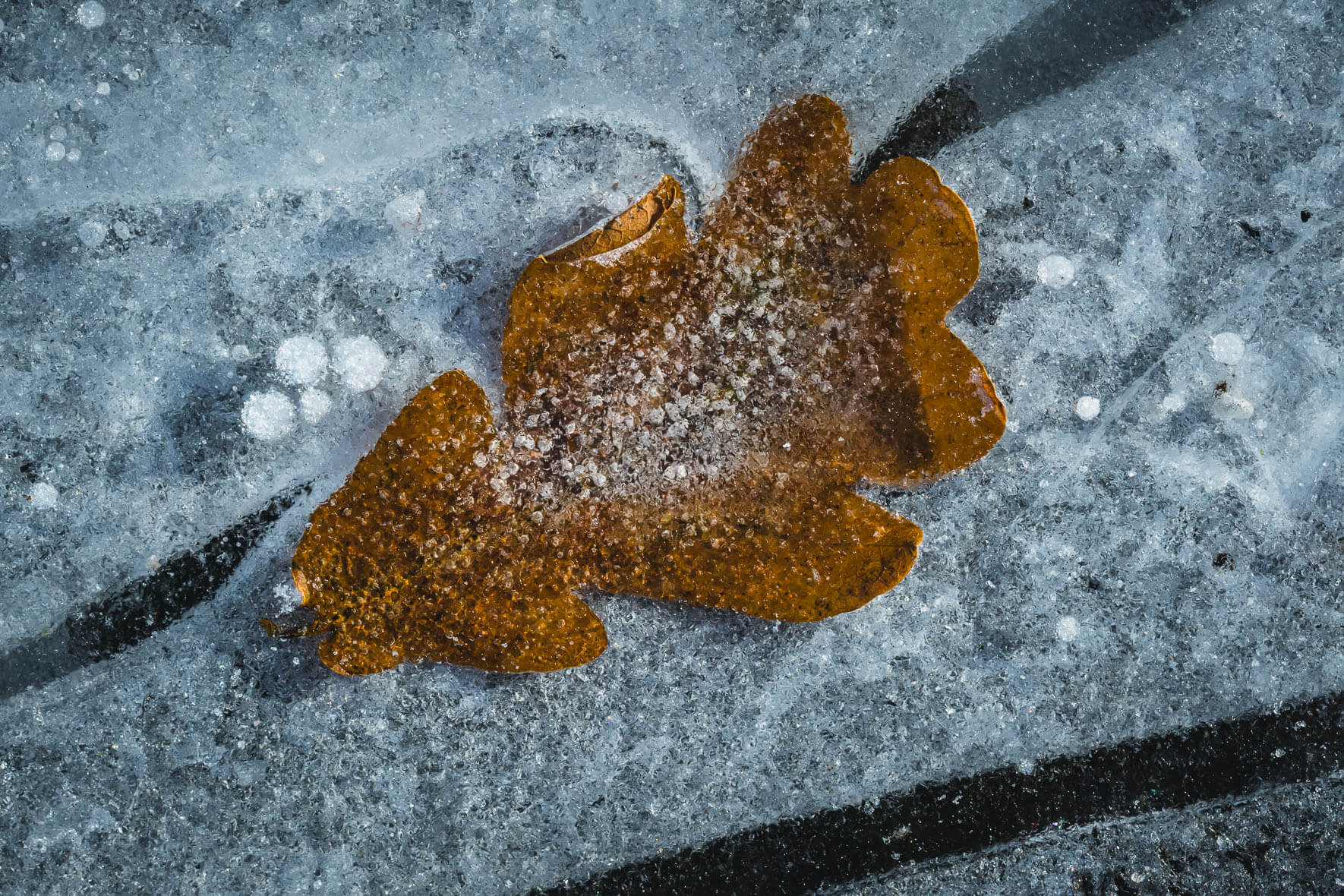 Macro photograph of a leaf frozen in the lake