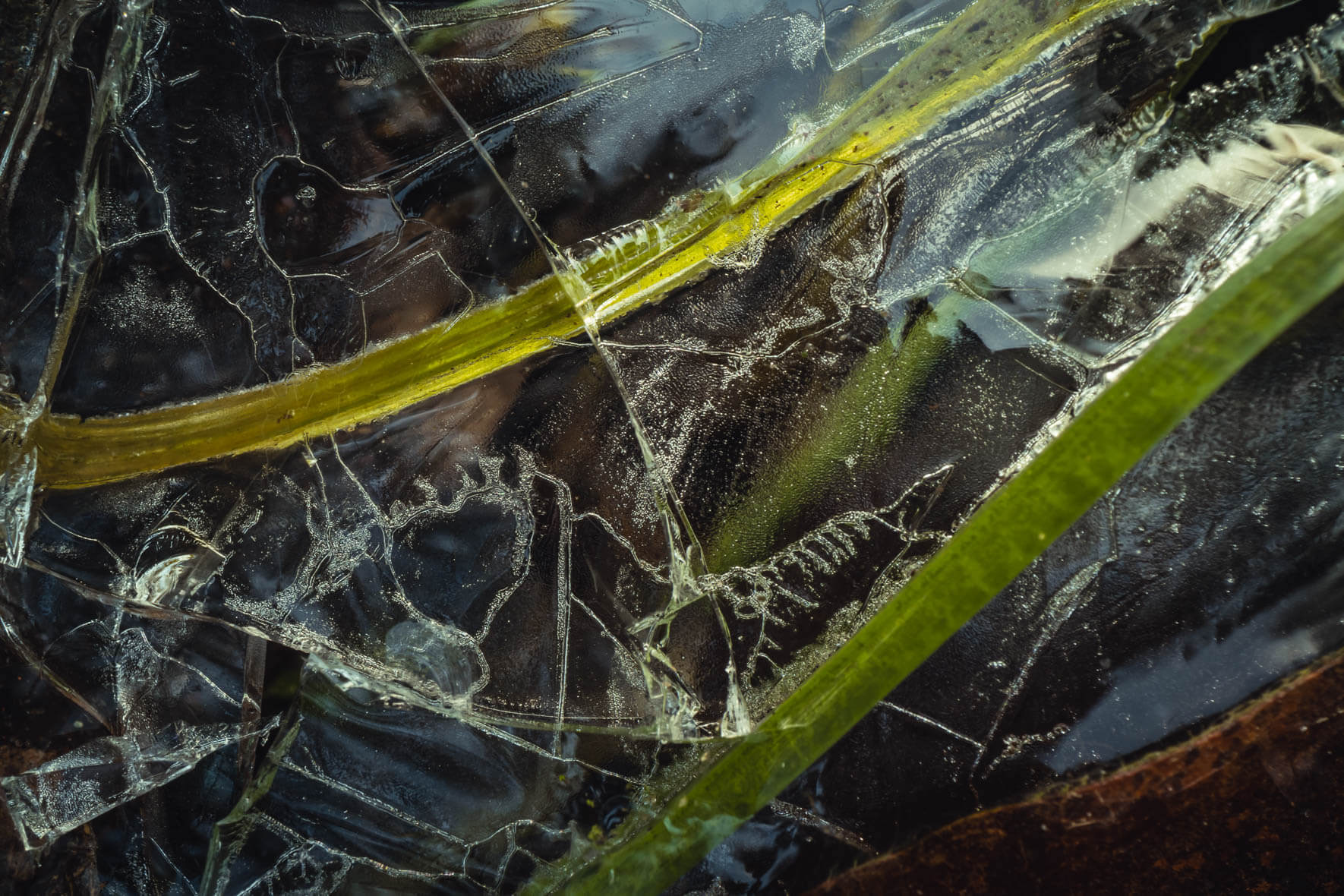 Macro shot of lake with frozen blades of grass and cracks in ice