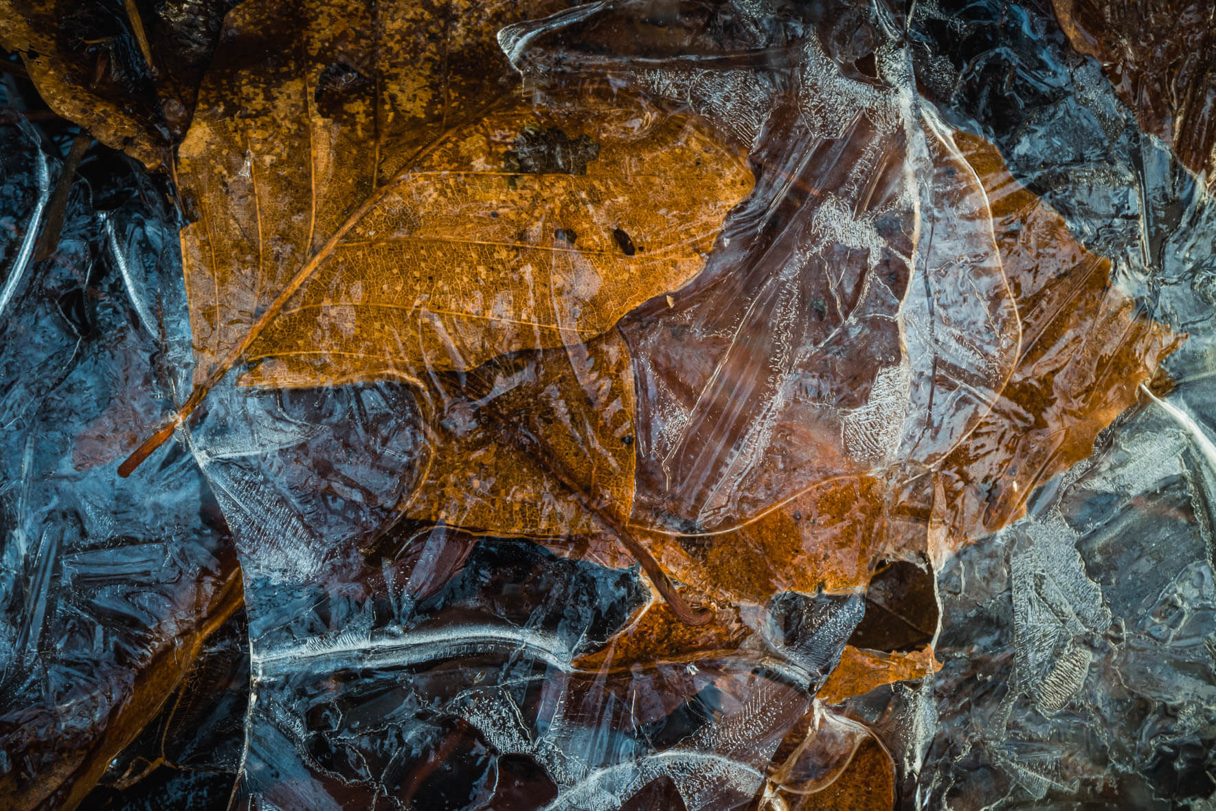Macro photography of puddle with frozen leaves