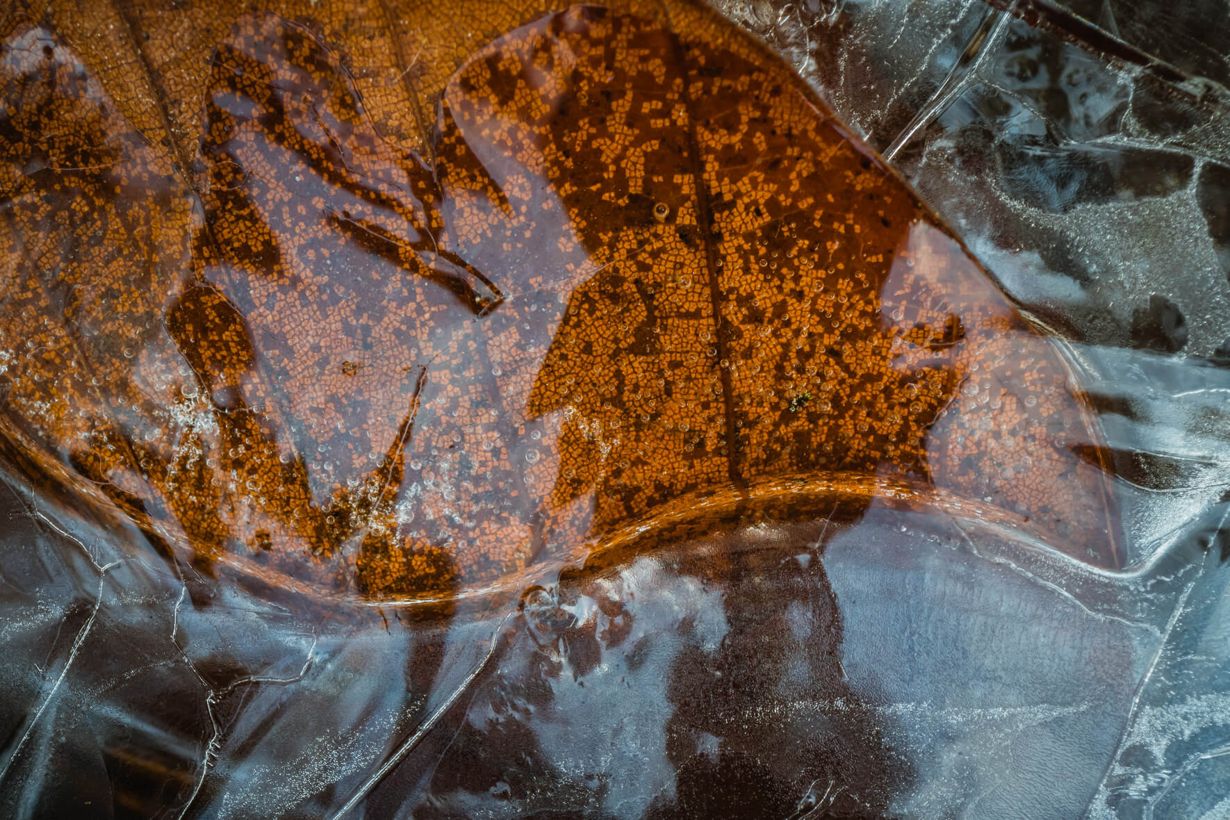 Macro Photography of Leaf in Frozen Puddle