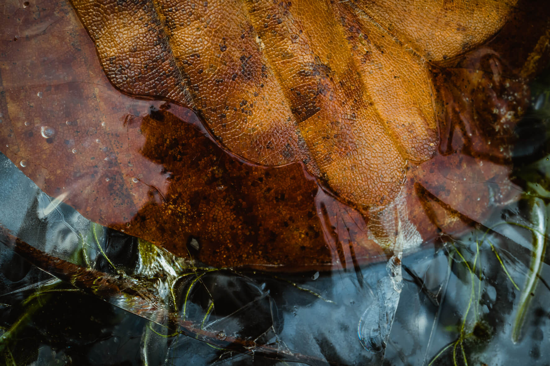 Winter Macro Photography of Leaves in Frozen Puddle