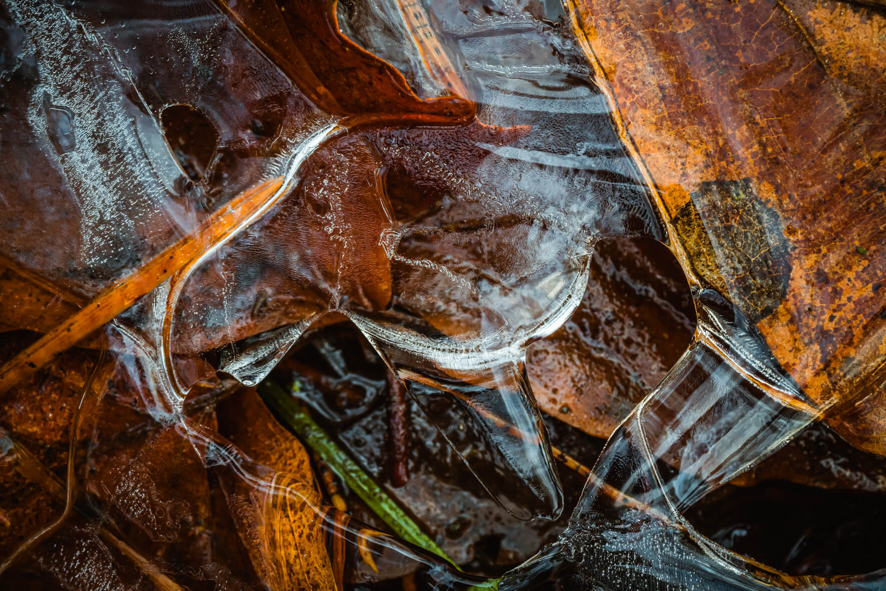 Macro Photography of Leaves in Frozen Creek