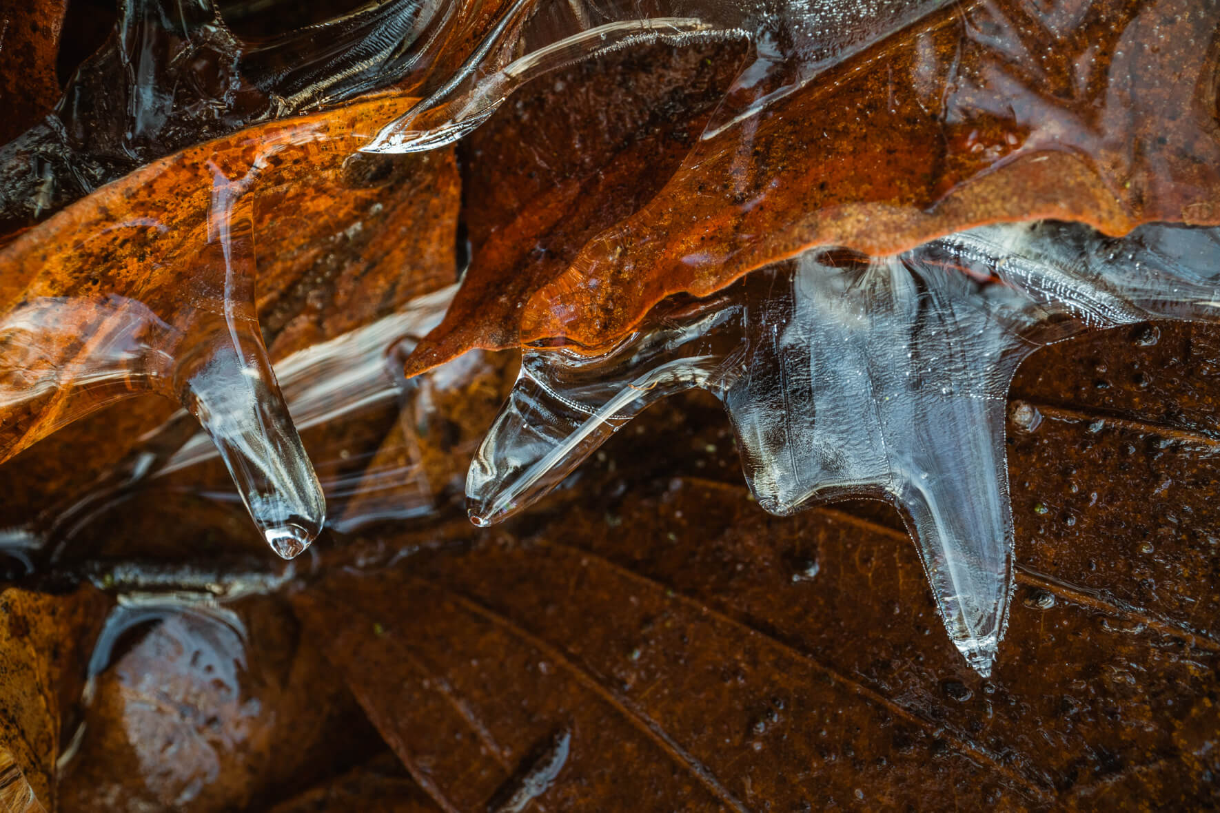 Winter Macro Photography of Frozen Leaves with Icicles