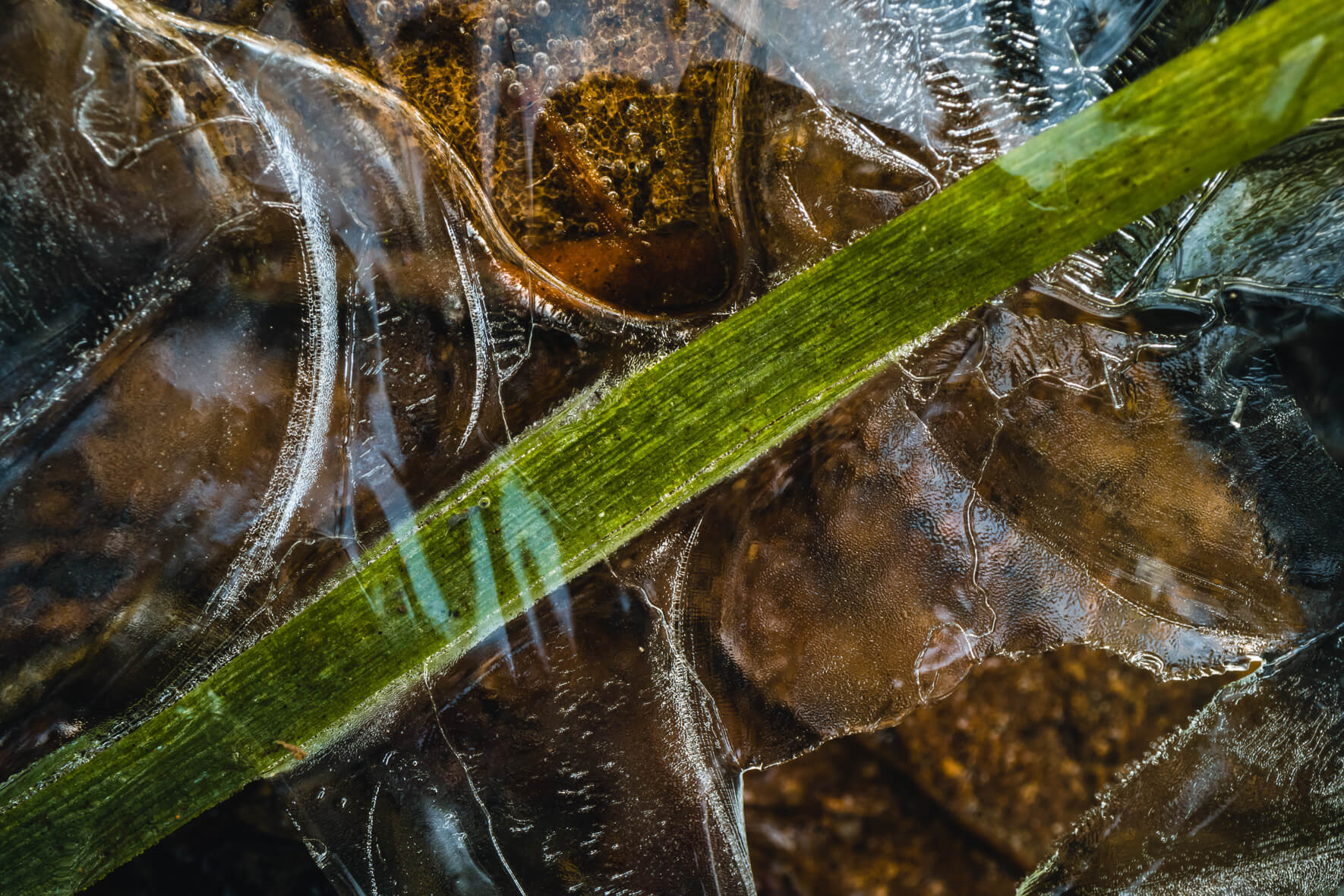 Abstract Texture of Frozen Leaves in Puddle