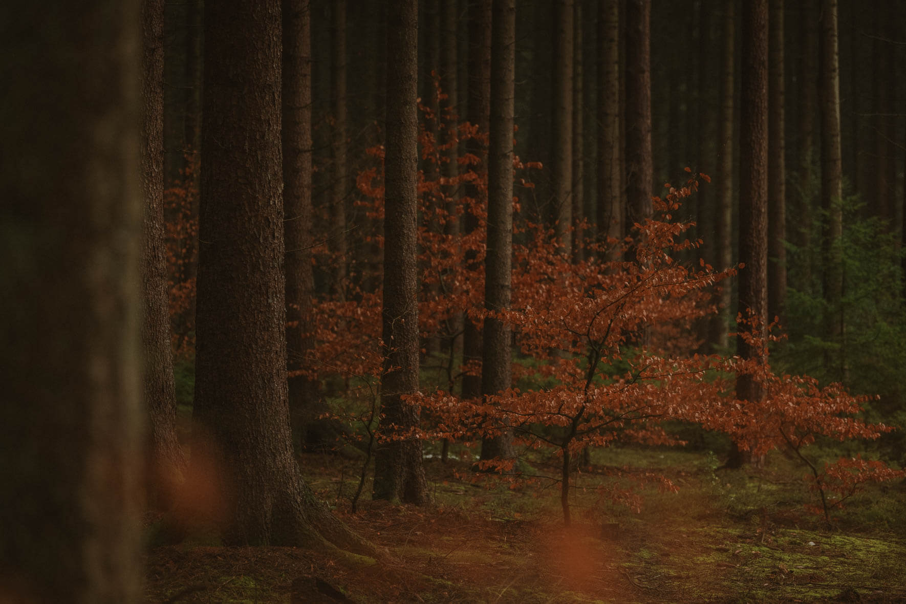 Dark autumn forest with tall trees