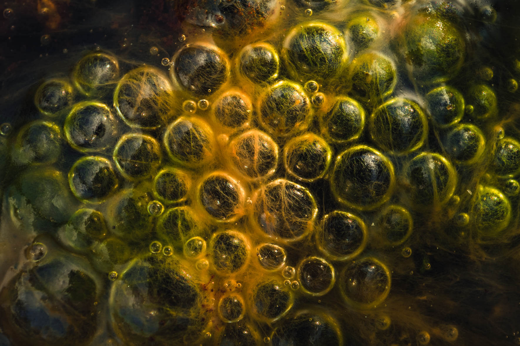 Abstract detail shots of air bubbles in a moor near Hamburg