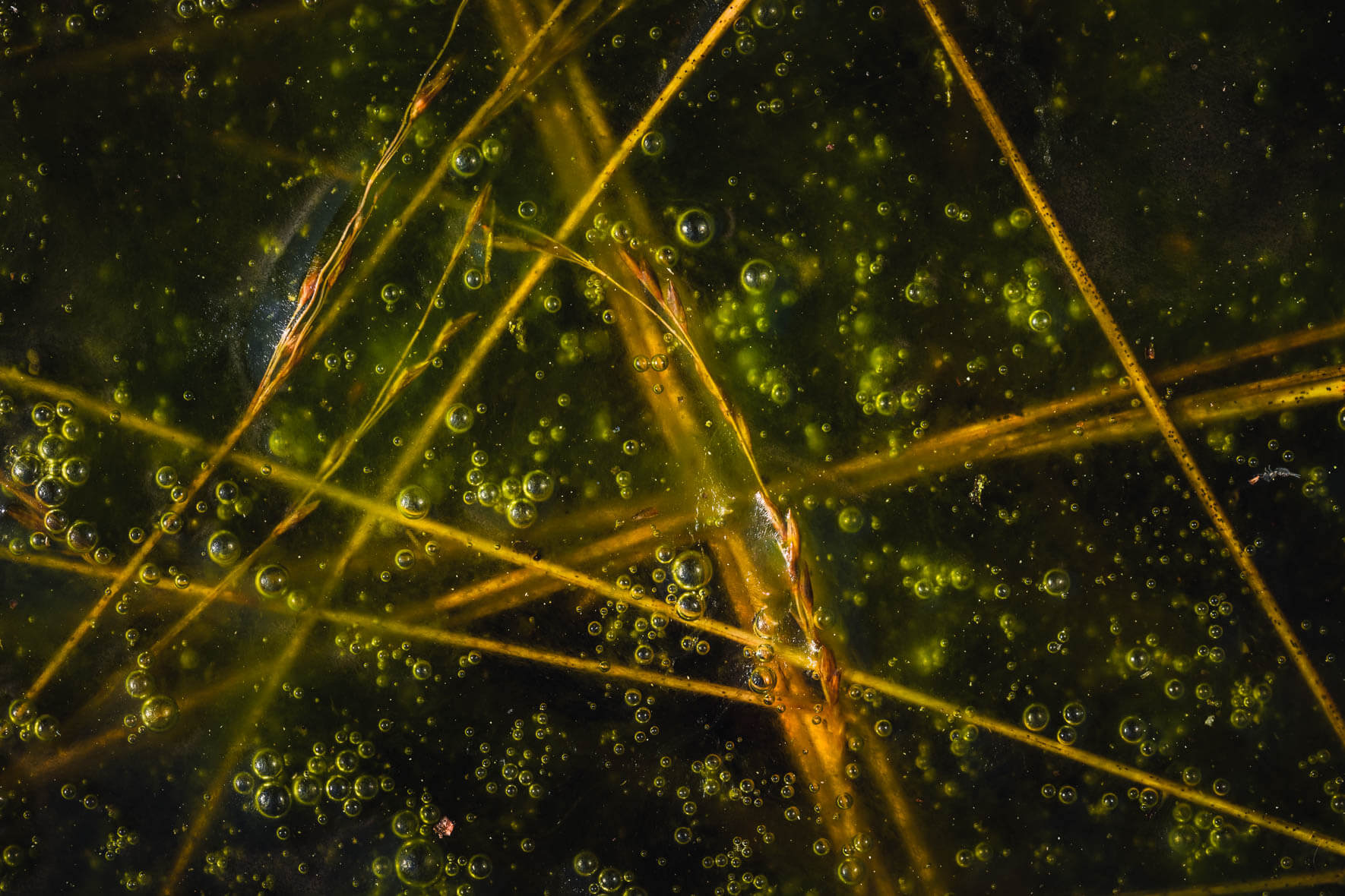 Abstract macro shots of a lake in a moor landscape near Hamburg