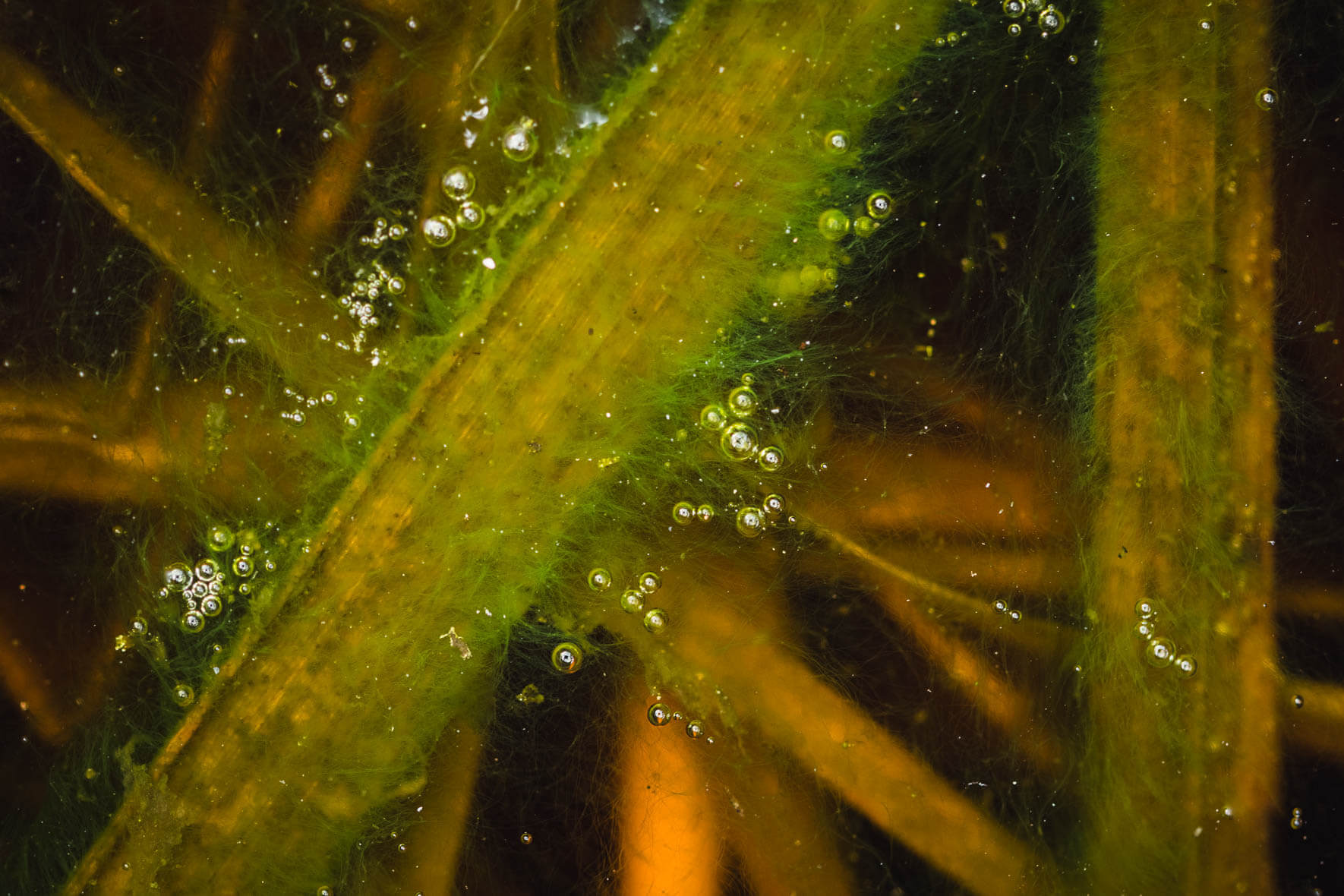Abstract macro shots of a puddle in a moor landscape near Hamburg