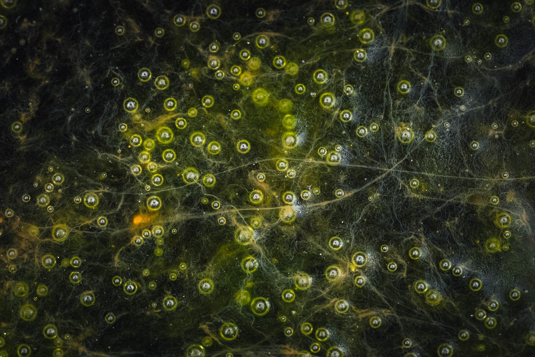 Abstract macro shots of a puddle in a moor landscape near Hamburg