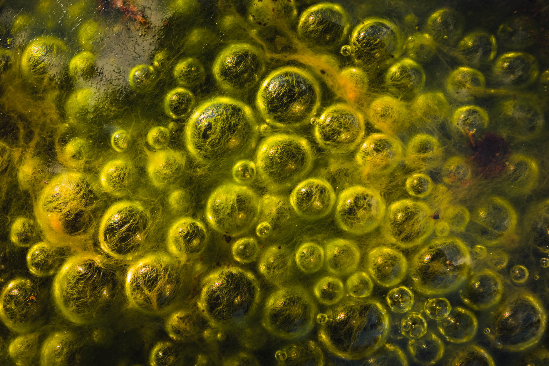 Abstract macro shots of air bubbles in a puddle
