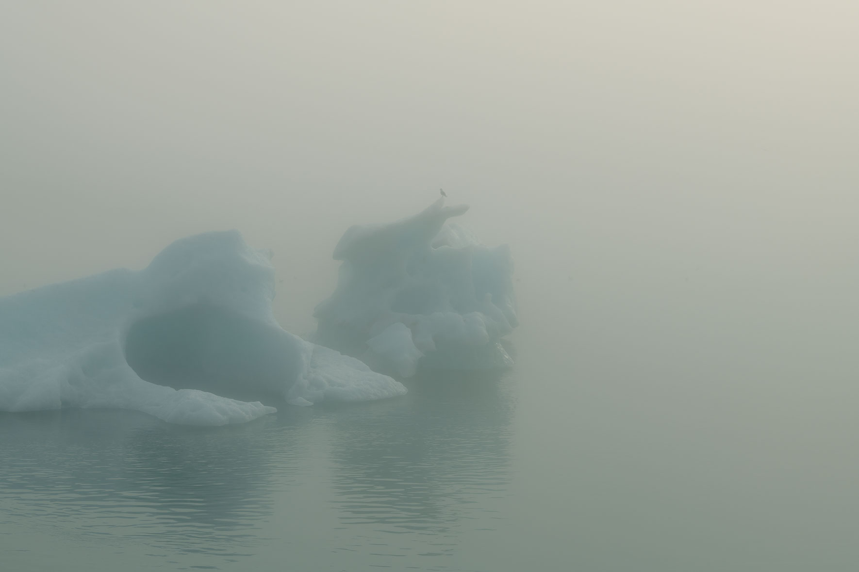 Icebergs and seagull in Jökulsárlón glacier lagoon surrounded by dense fog