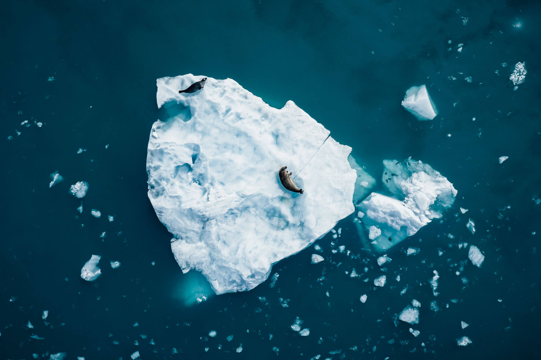 Aerial photography of iceberg with seals in a glacier lagoon in Iceland