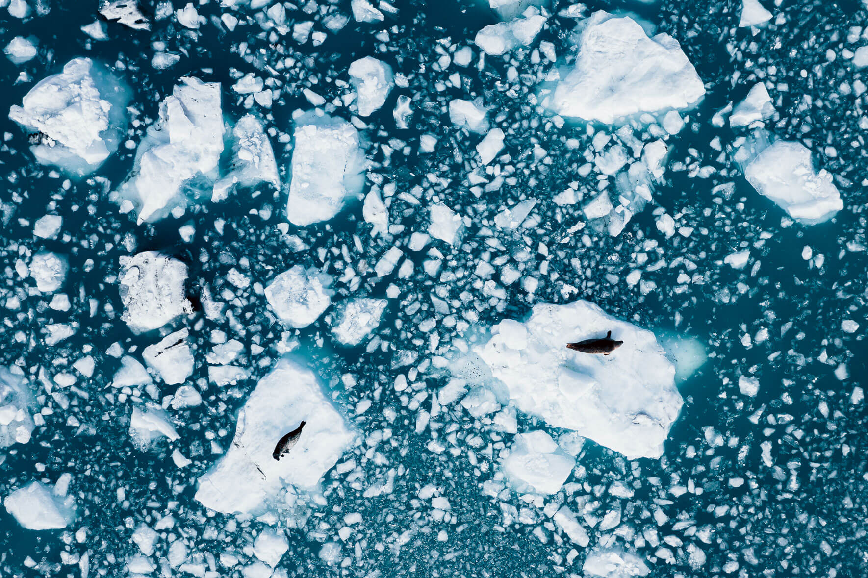 Aerial photograph of icebergs with seals in glacier lagoon in Iceland